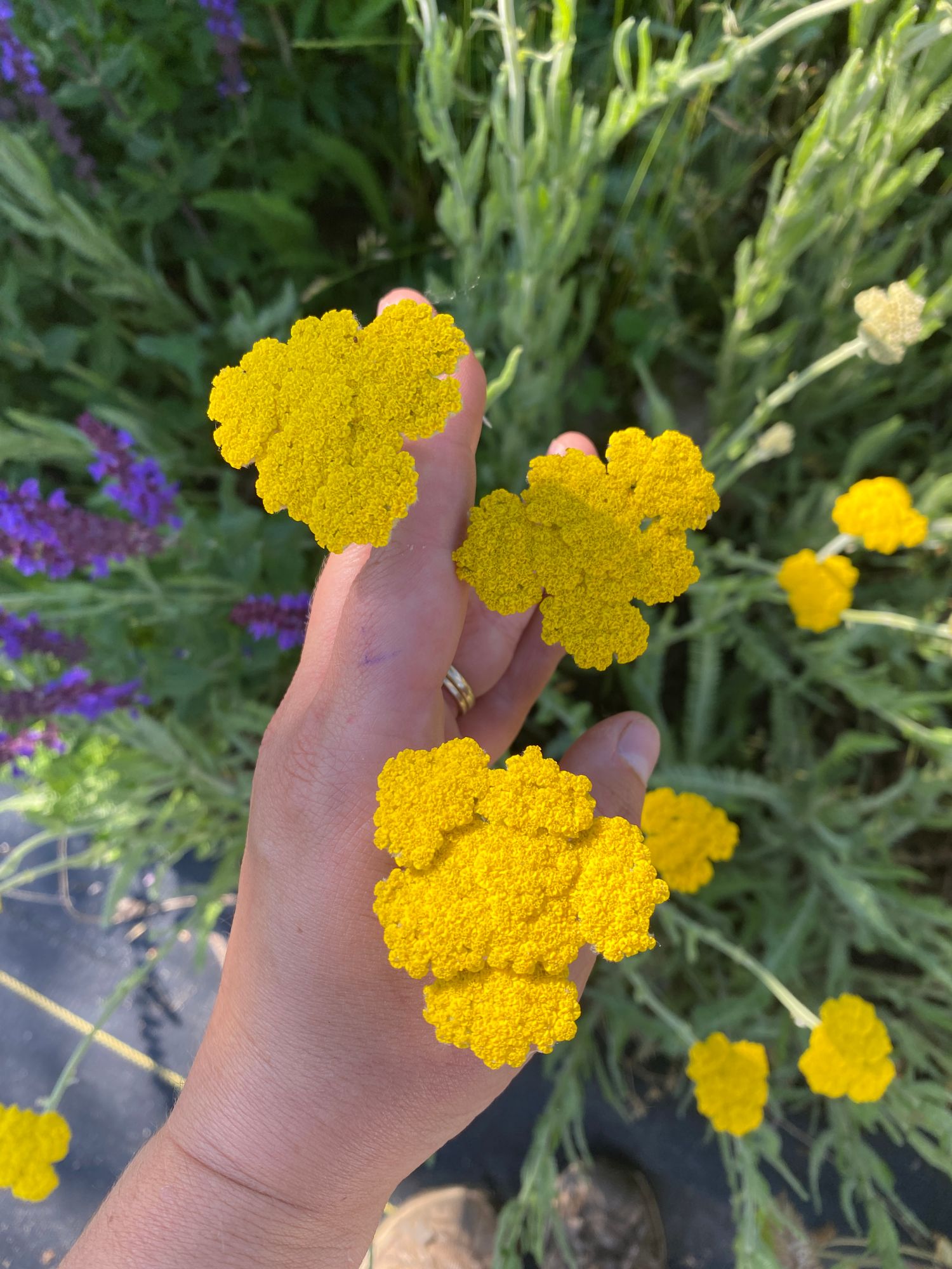 ACHILLEA millefolium