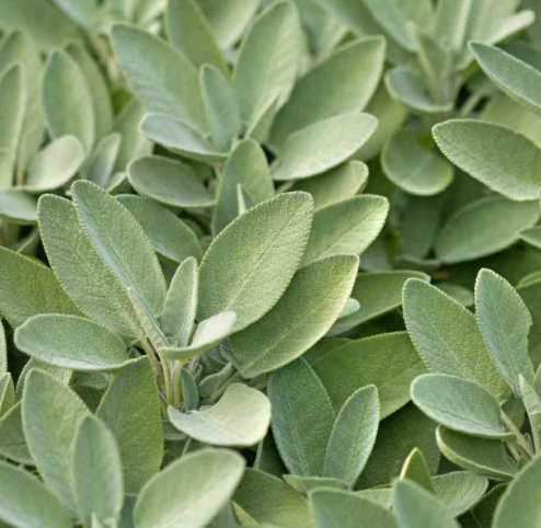 SALVIA officinalis