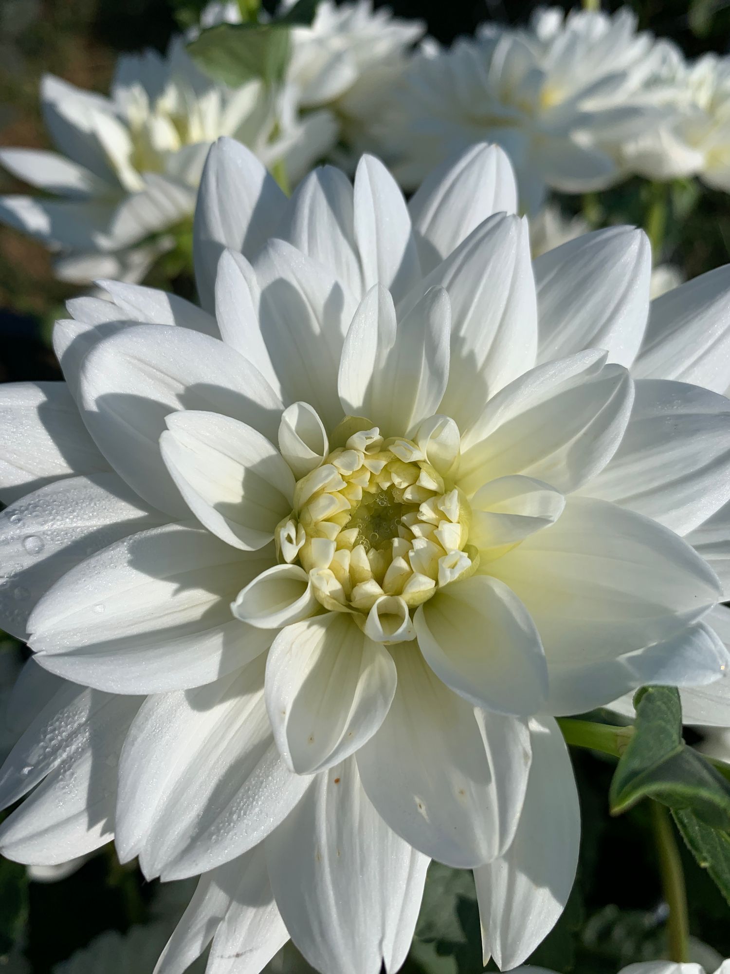 DAHLIA