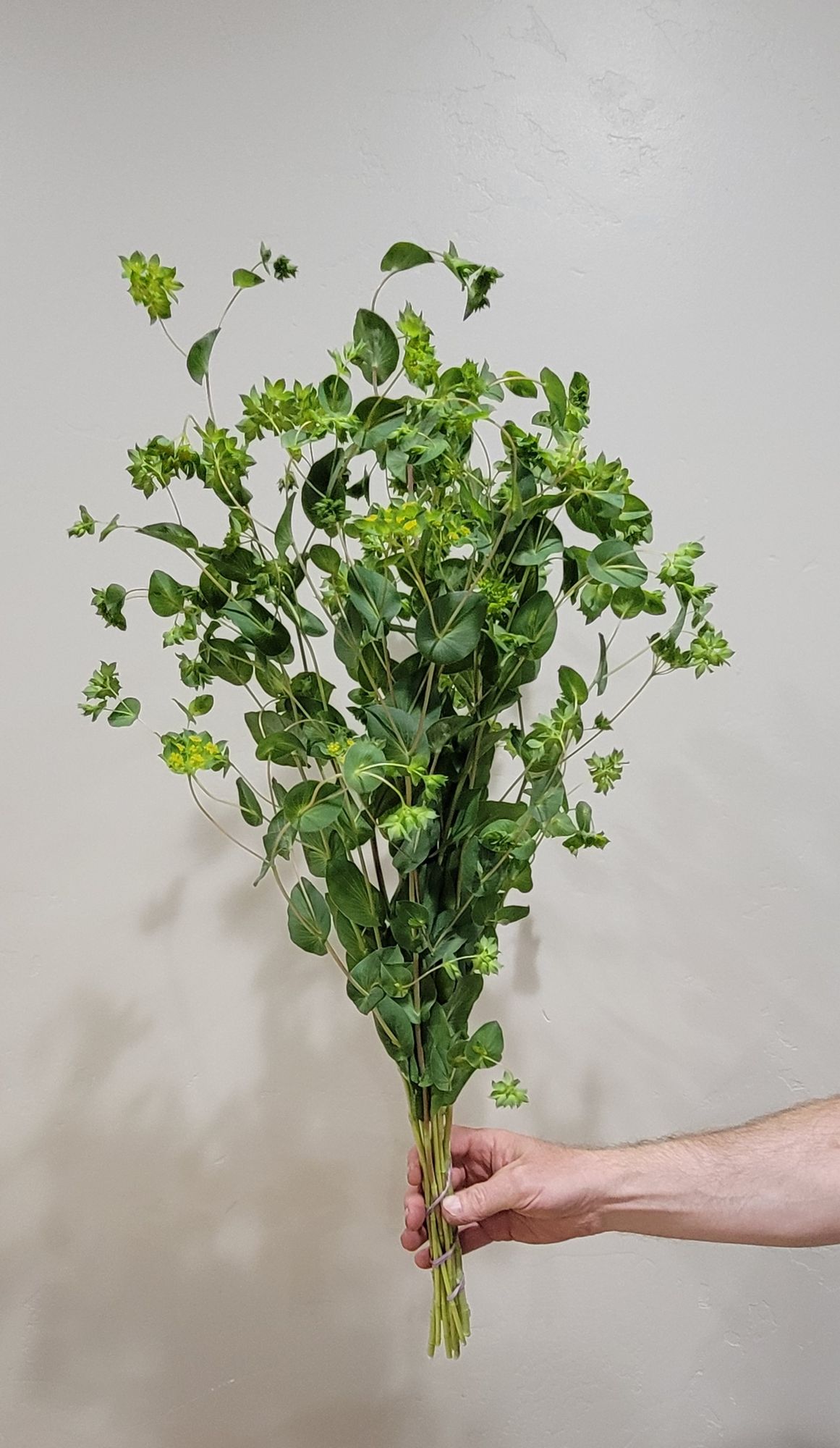 BUPLEURUM rotundifolium