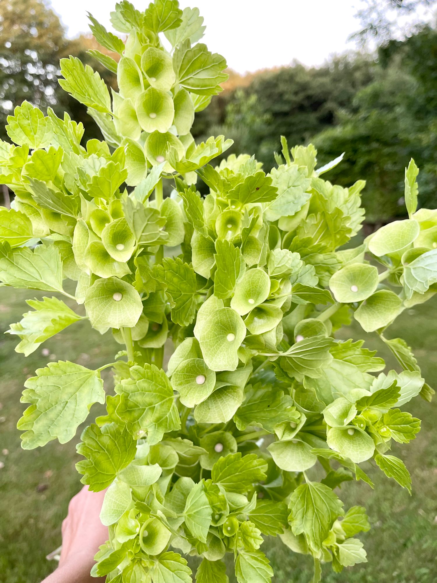 MOLUCCELLA laevis