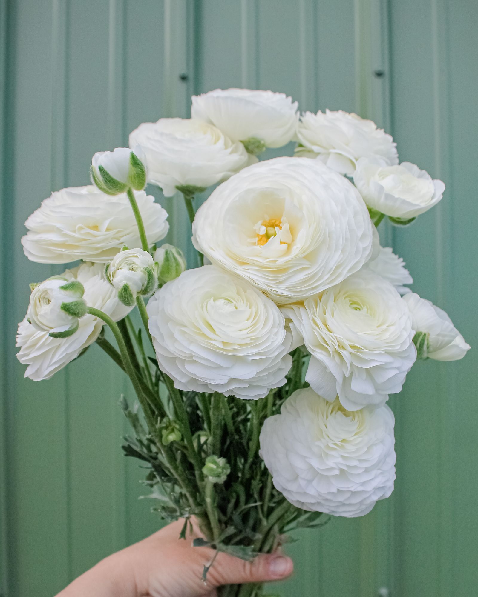 RANUNCULUS Gigi White