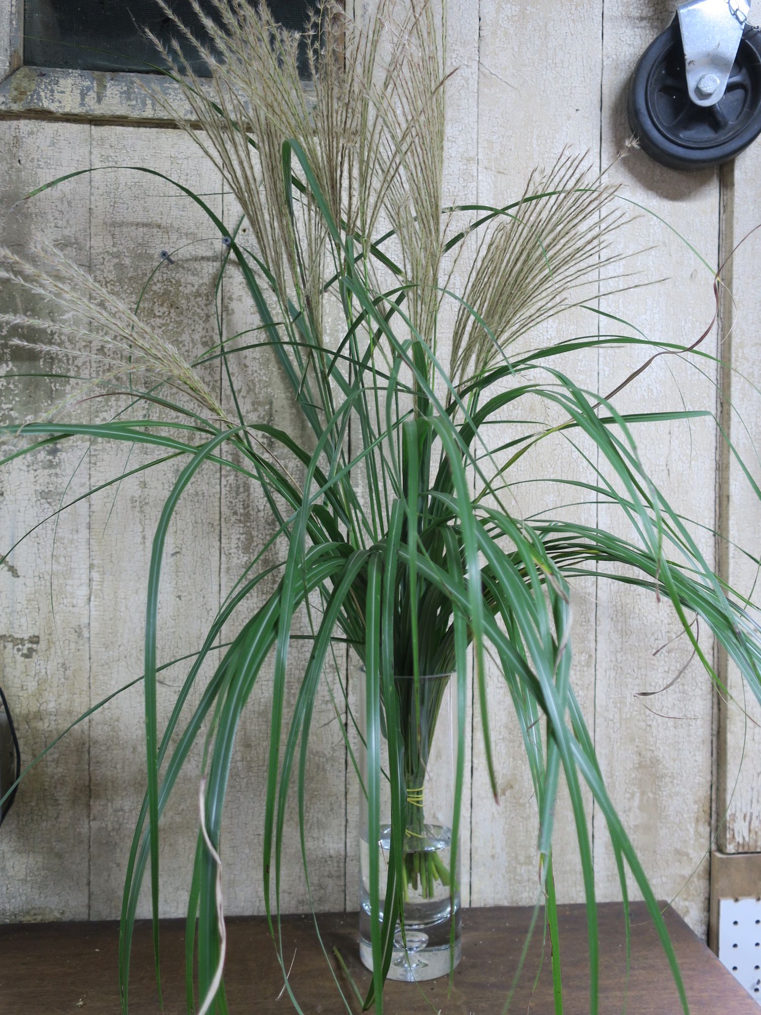 CORTADERIA fulvida