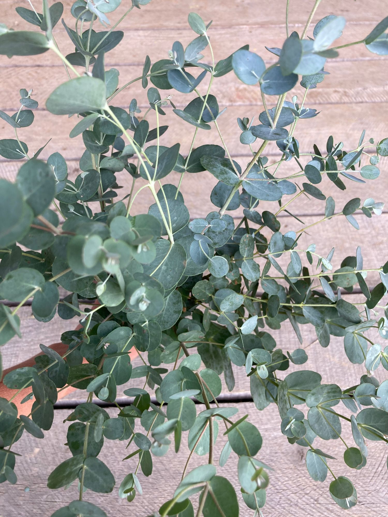 EUCALYPTUS