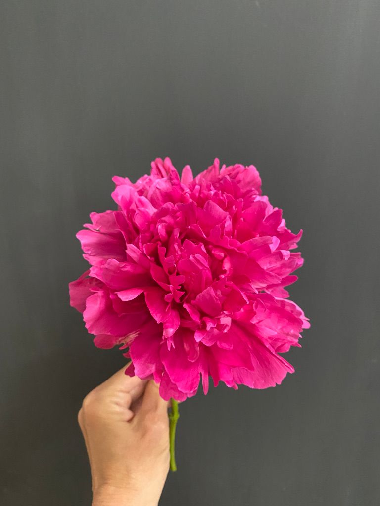 PAEONIA lactiflora Felix Supreme