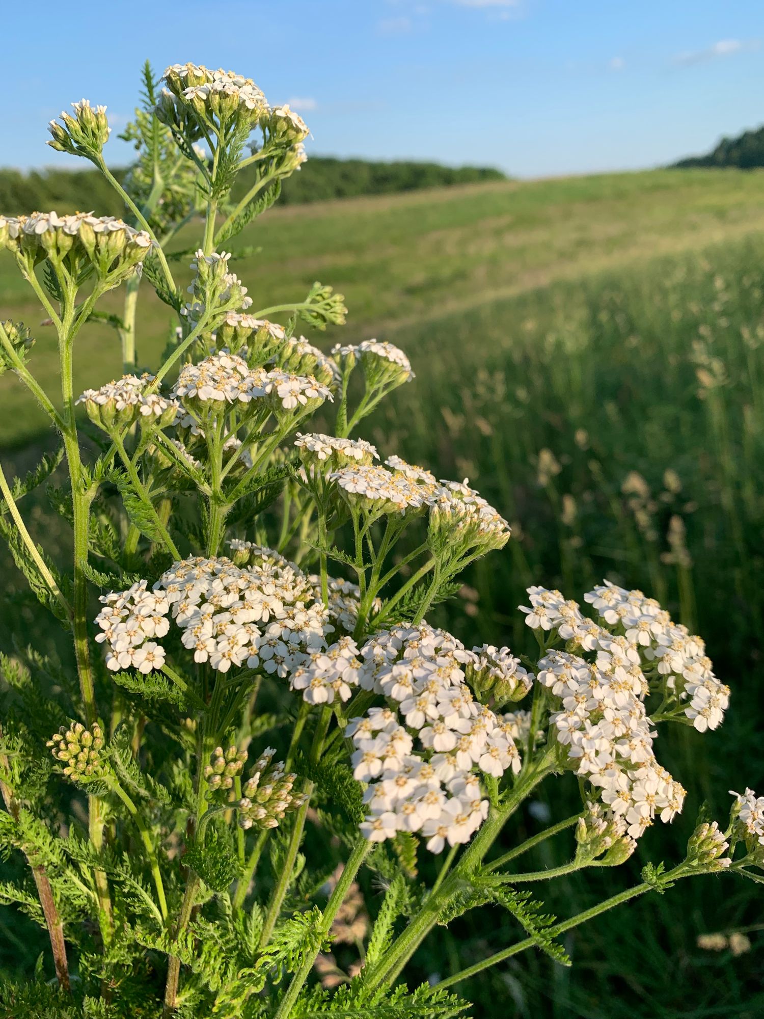 ACHILLEA millefolium