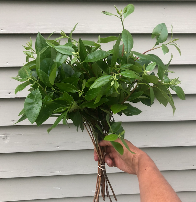 Grower's Bucket of Greenery