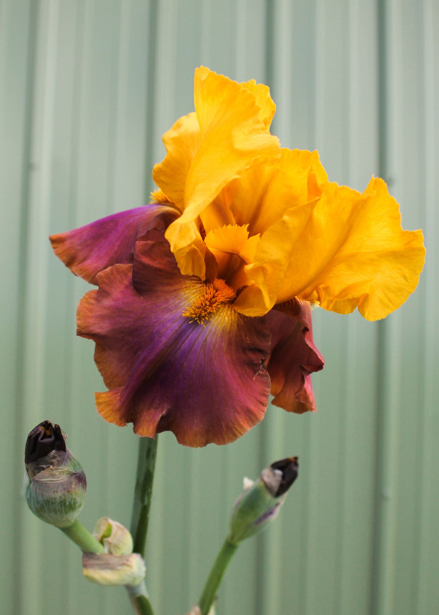 IRIS germanica