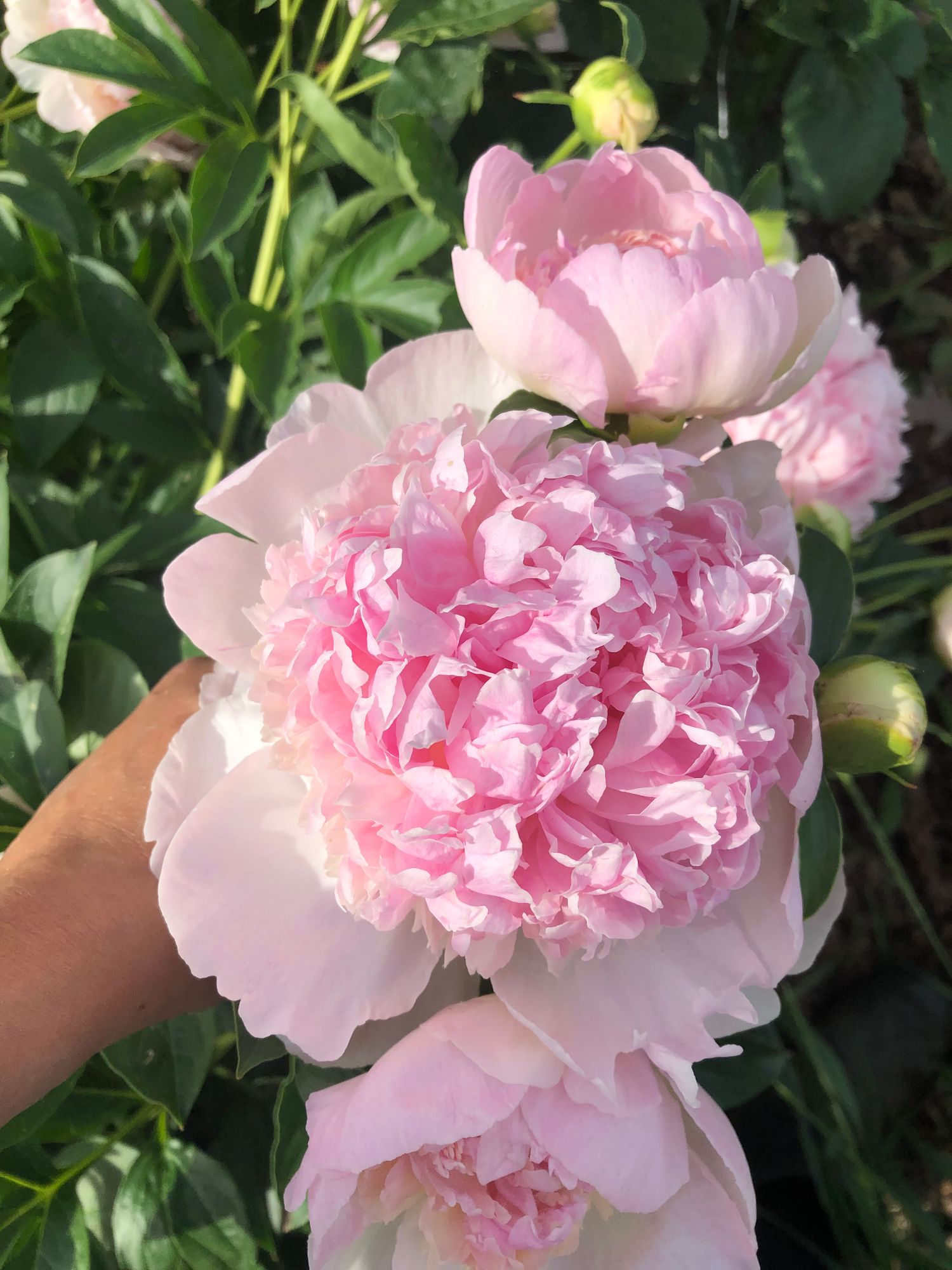PAEONIA
