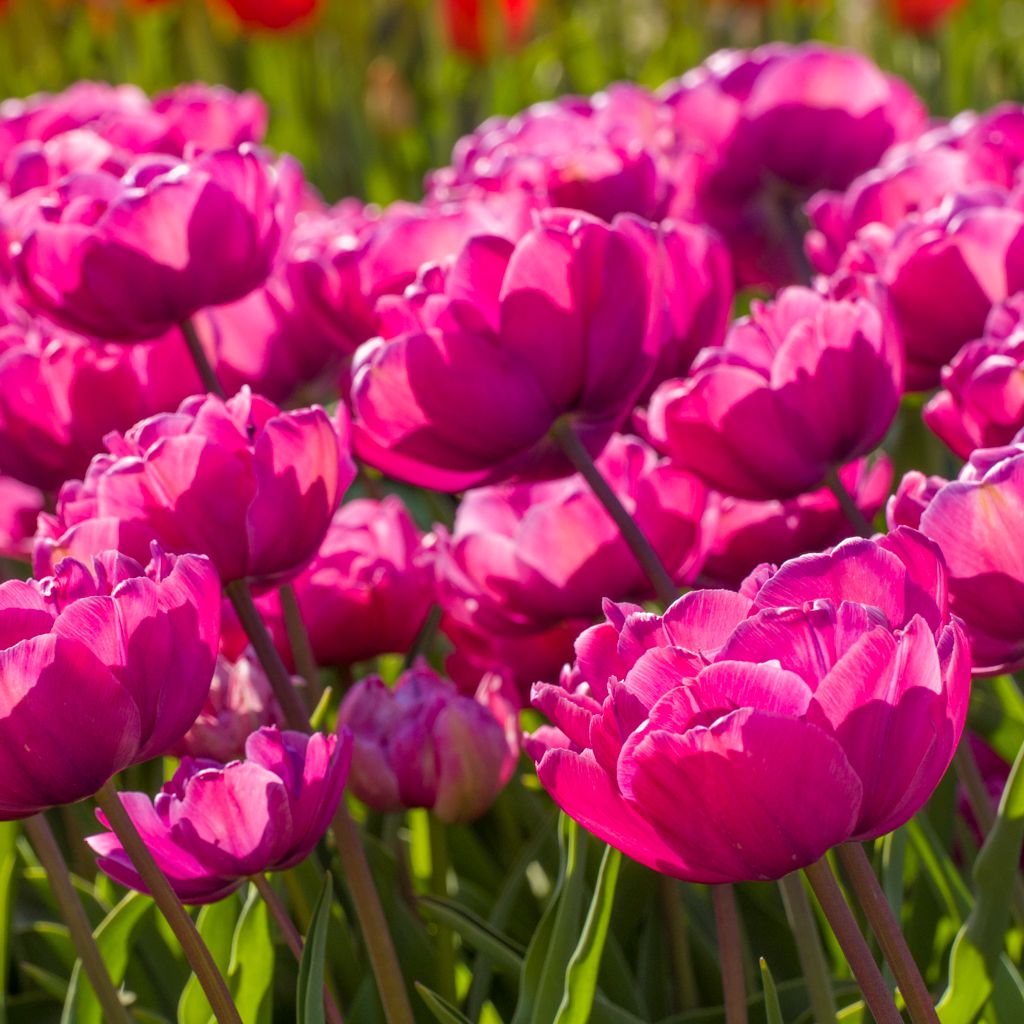 TULIPA Rosy Diamond