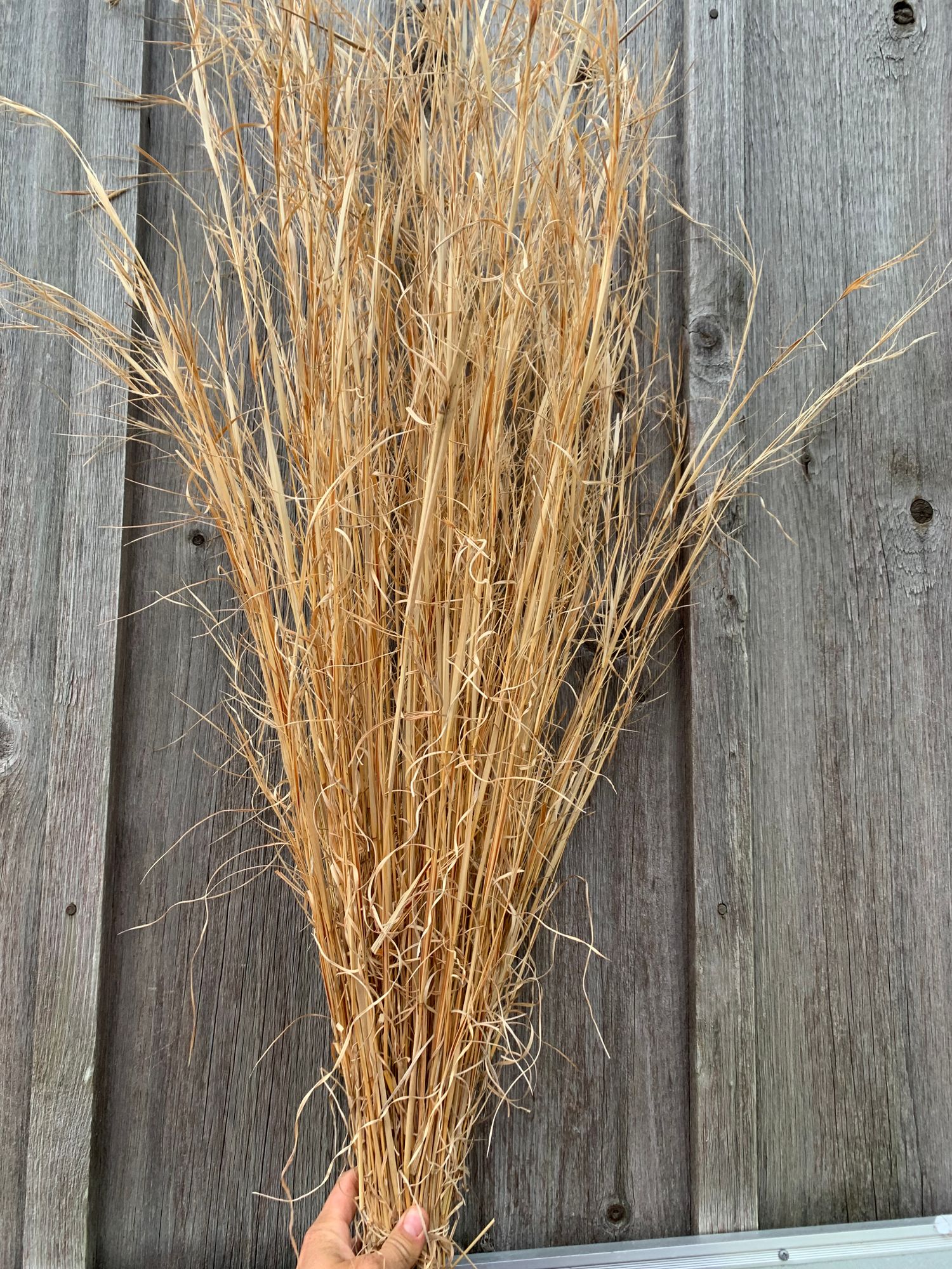 SCHIZACHYRIUM scoparius
