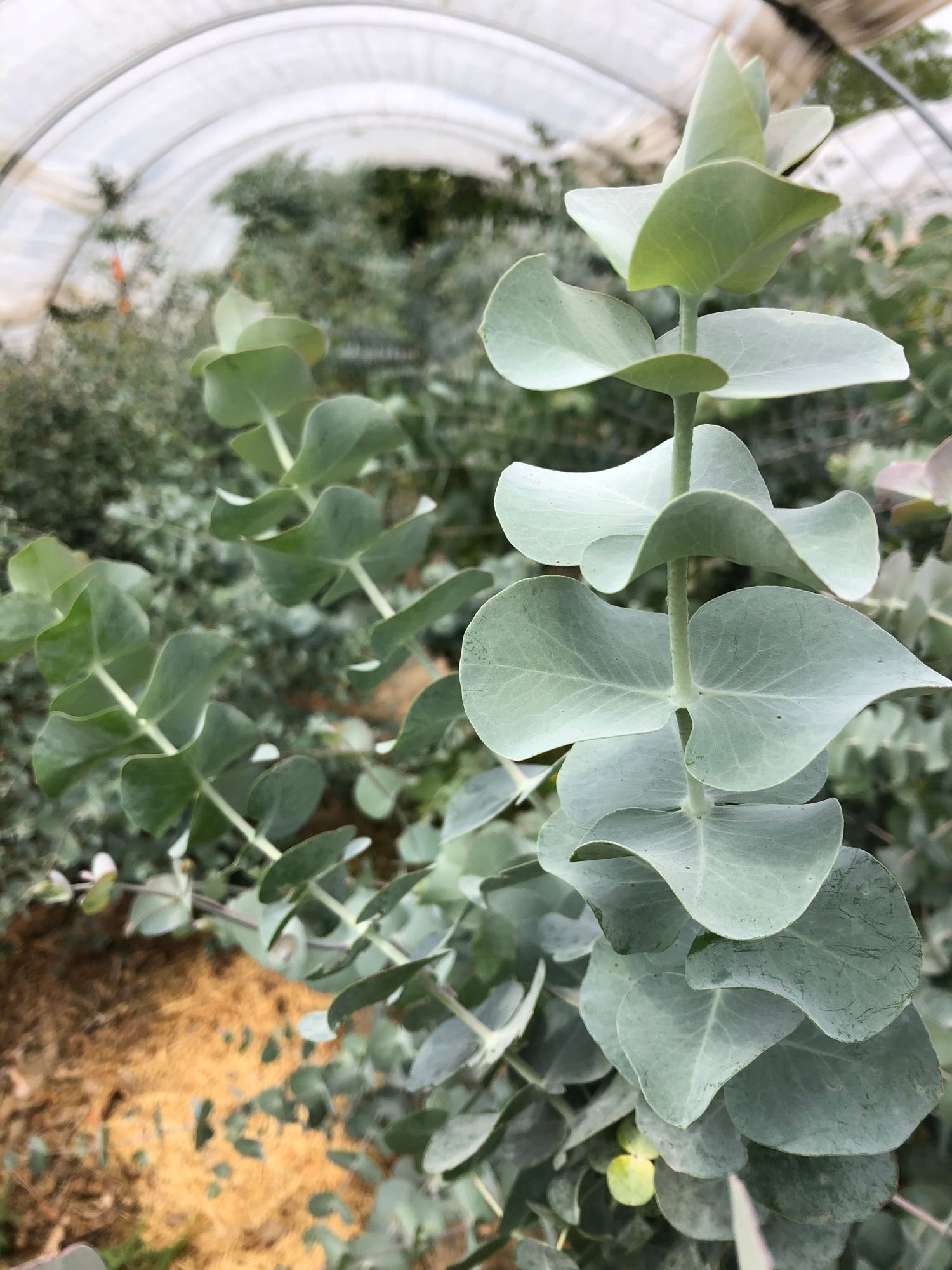 EUCALYPTUS