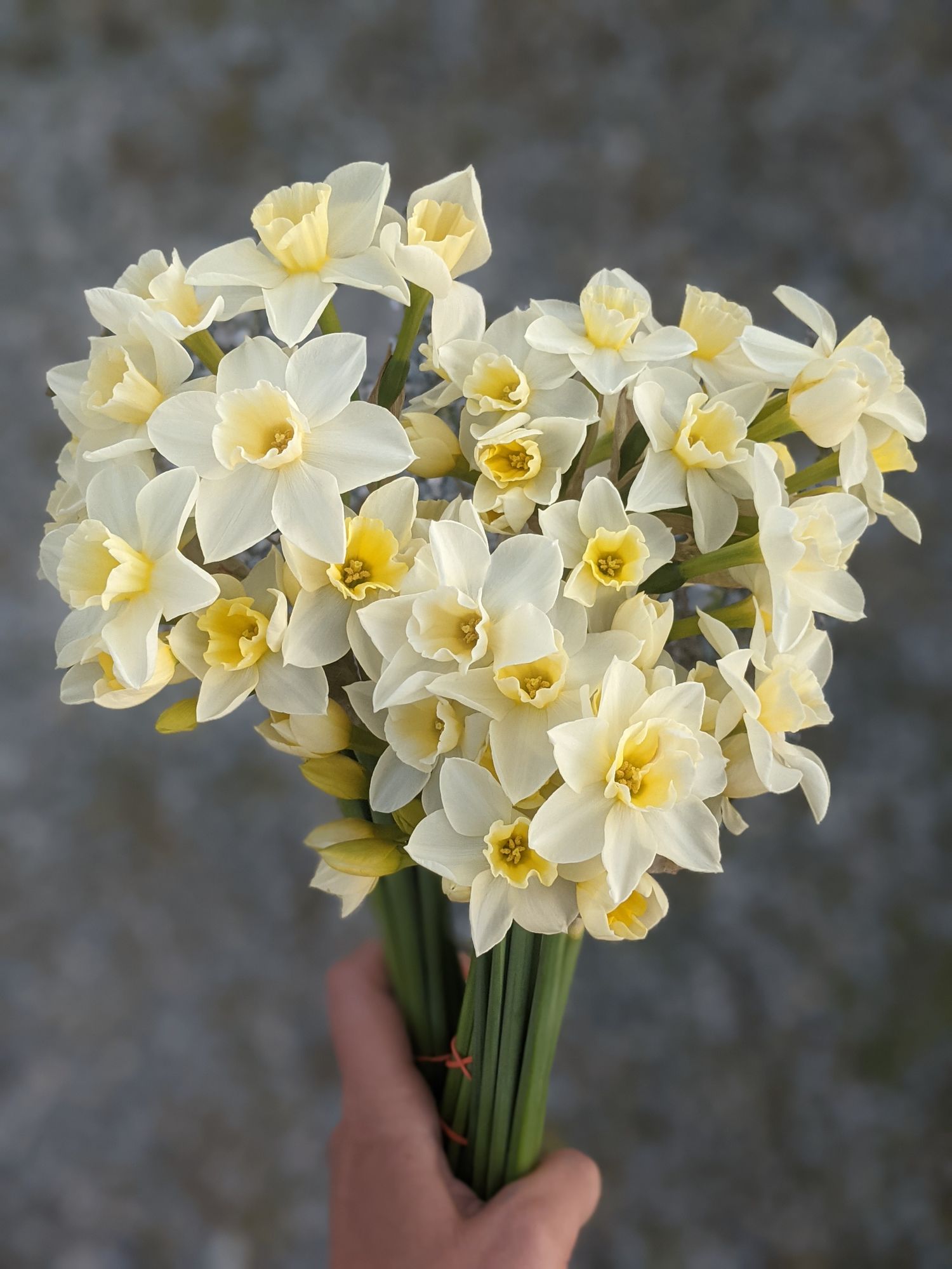 NARCISSUS Sweet Love