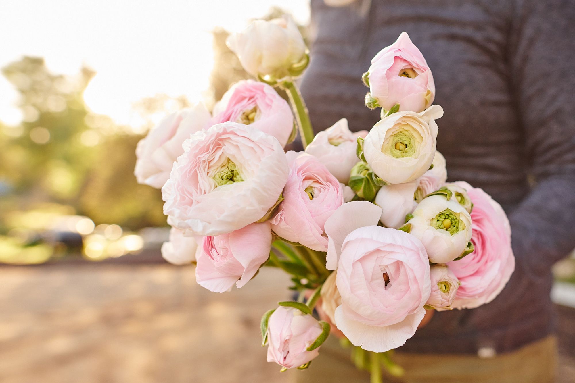 RANUNCULUS Chamallow