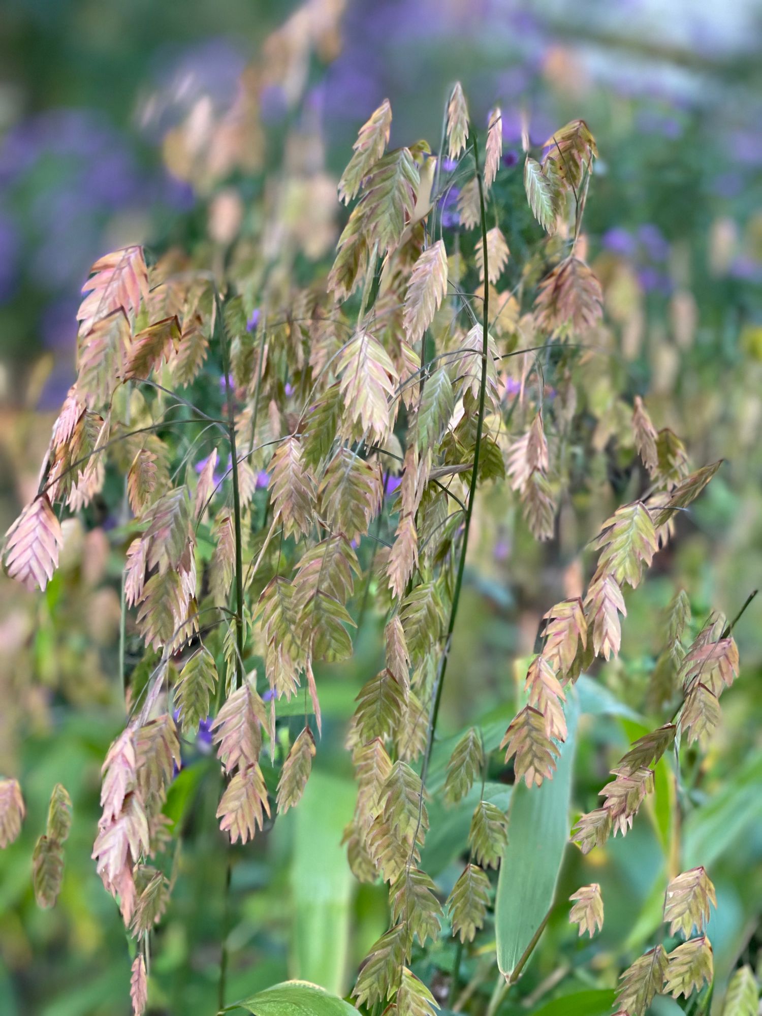 CHASMANTHIUM latifolium