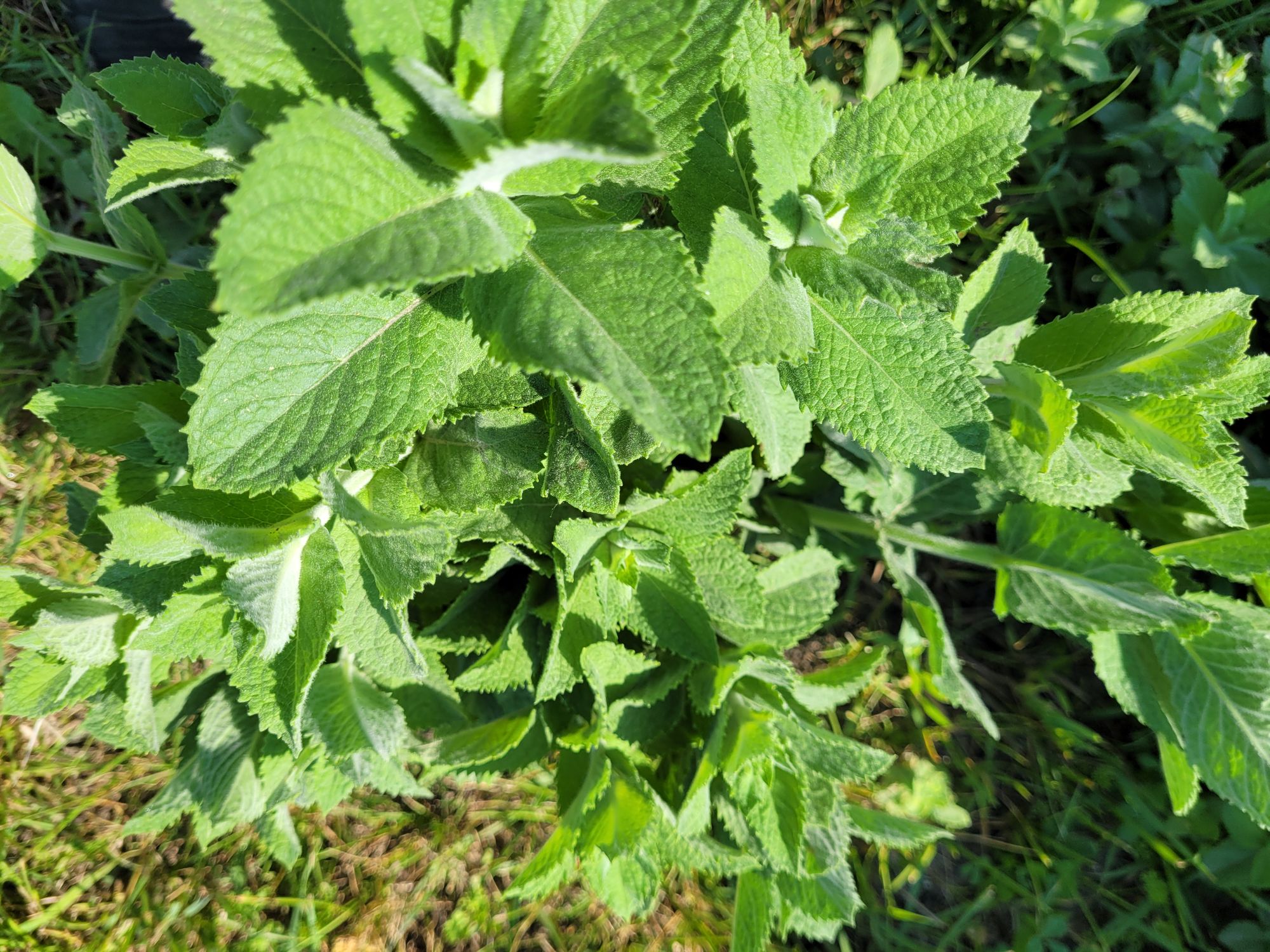 MENTHA Spicata-Hybr.