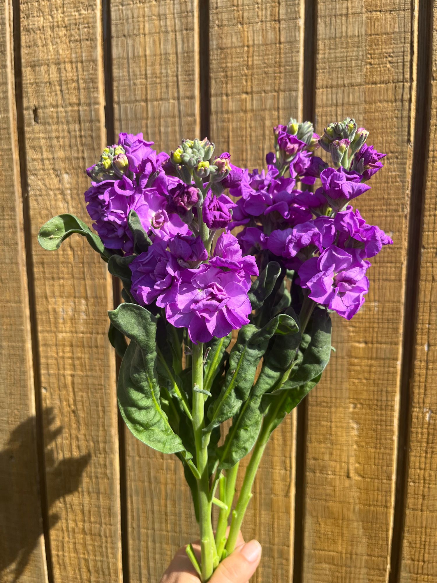 MATTHIOLA incana Iron