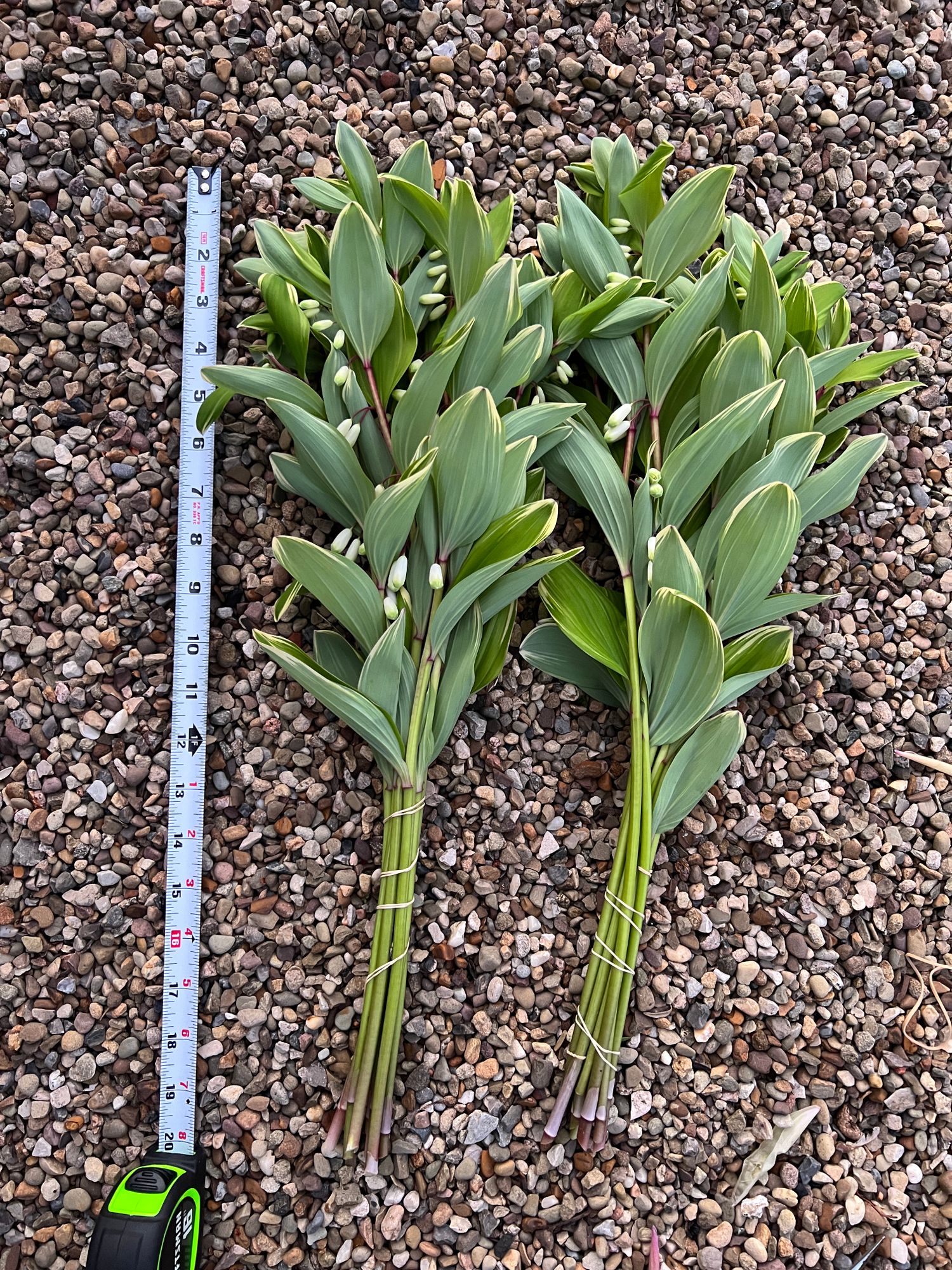 POLYGONATUM odoratum Variegatum