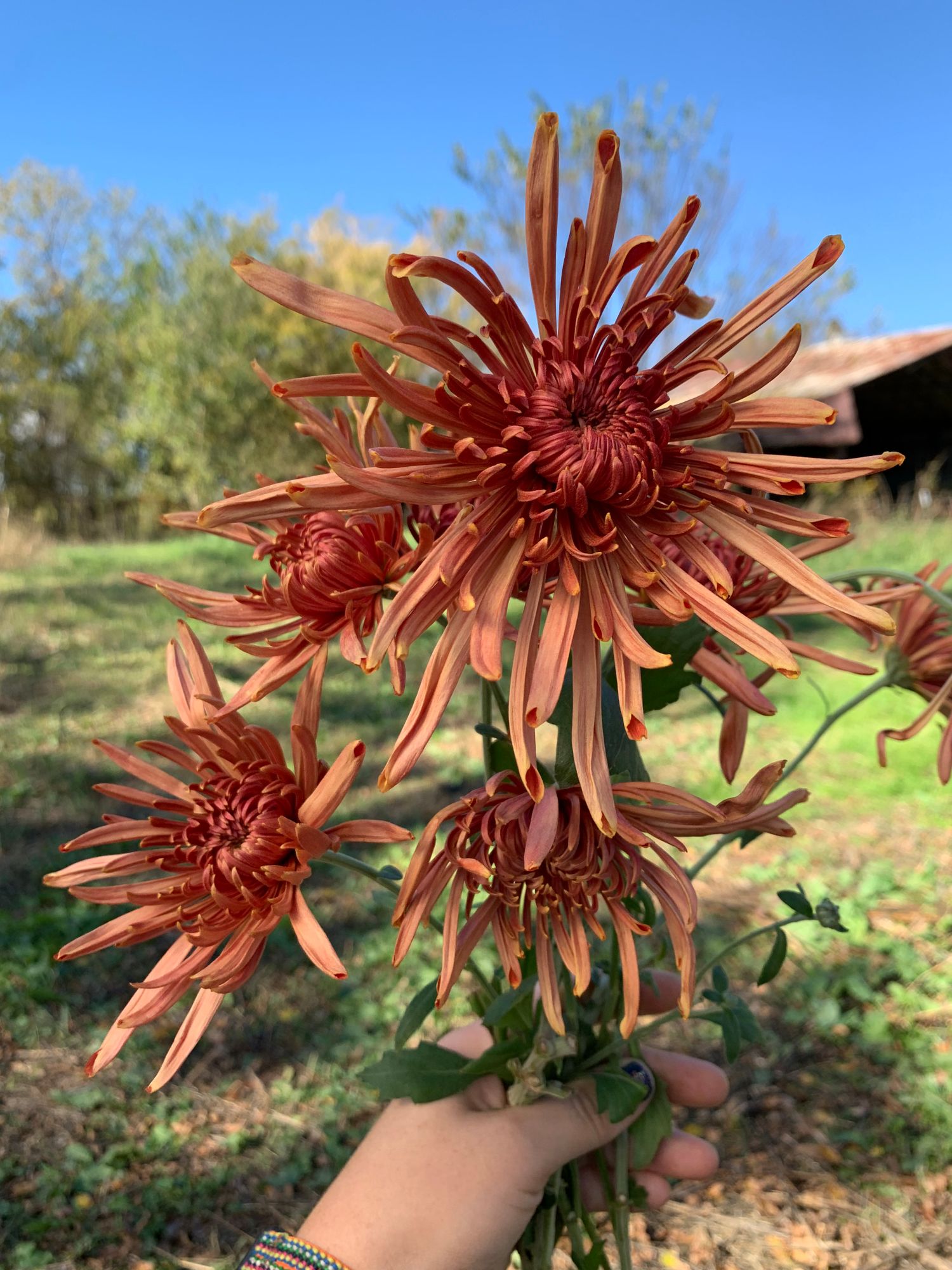 CHRYSANTHEMUM