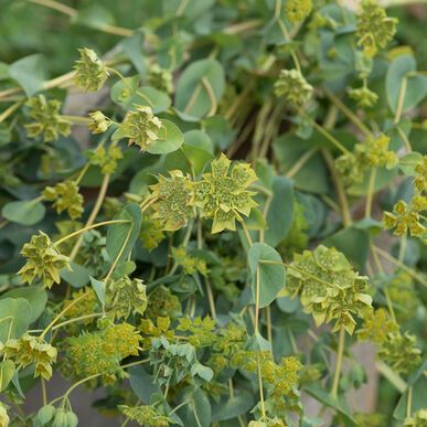 BUPLEURUM rotundifolium