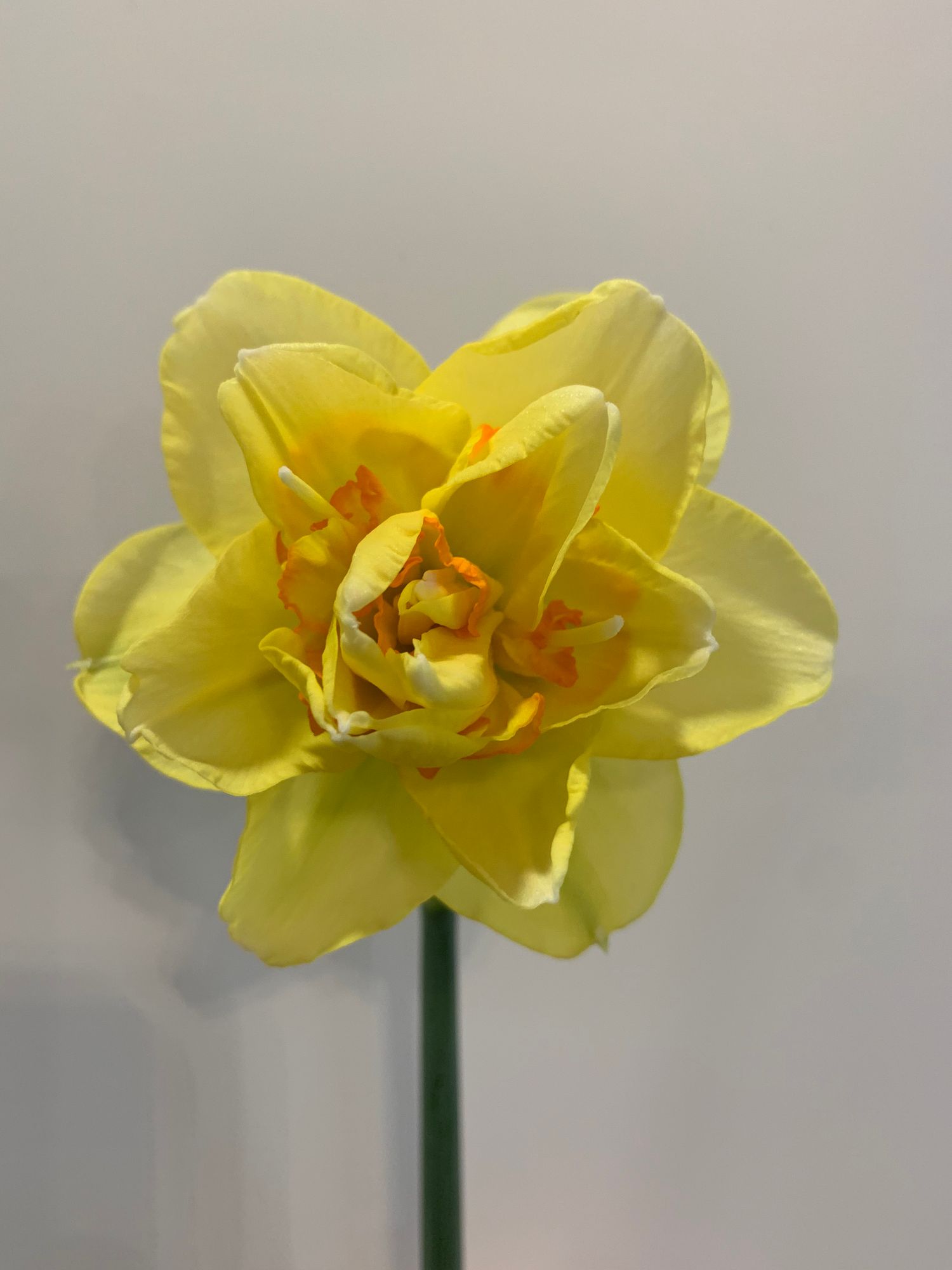 NARCISSUS Tahiti