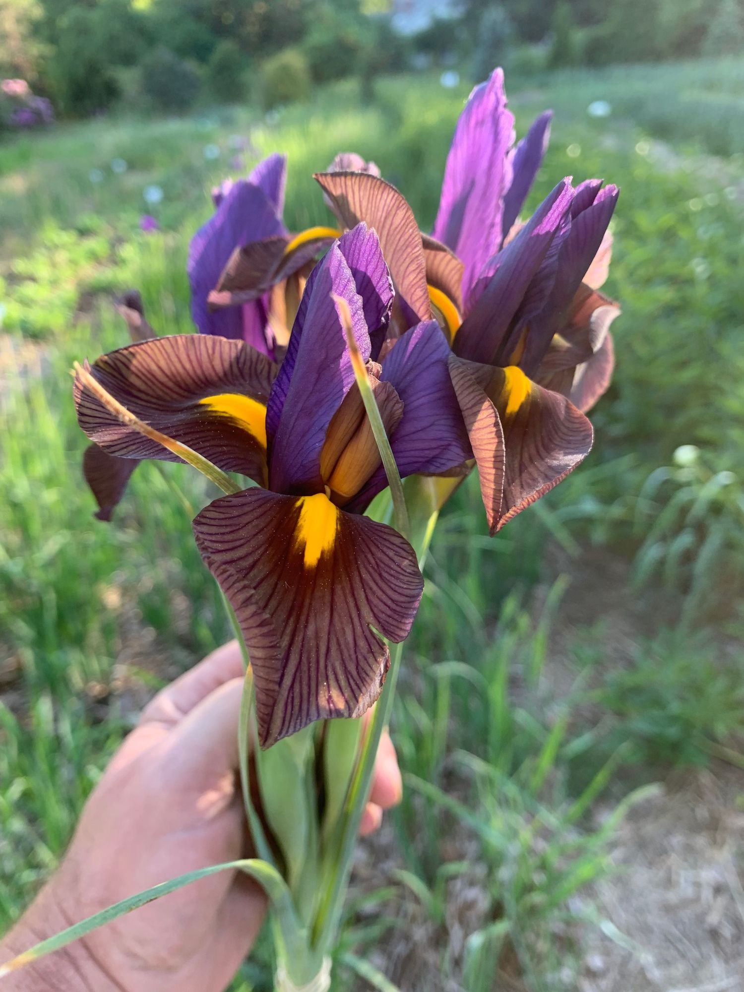IRIS hollandica Eye of the Tiger