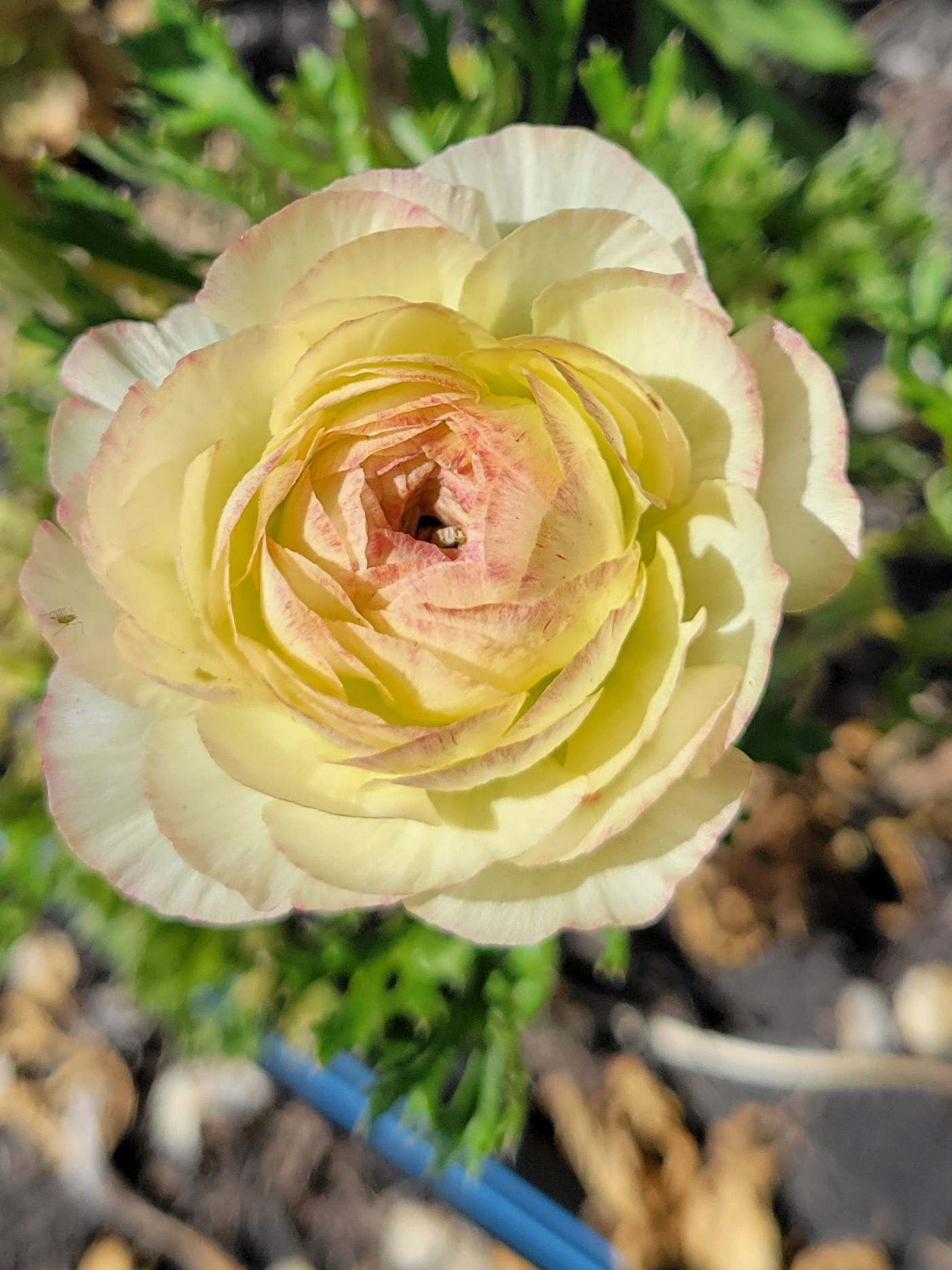 RANUNCULUS