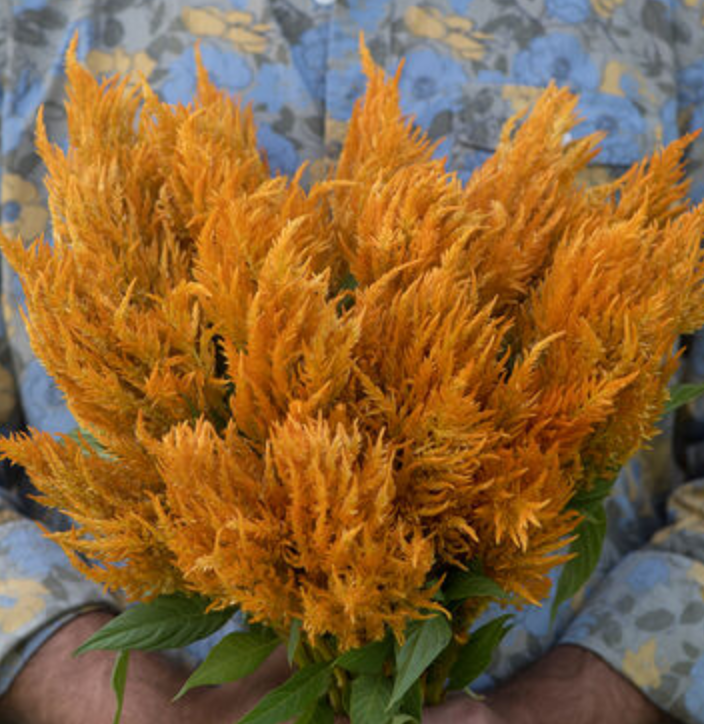 CELOSIA argentea var. plumosa Sunday Series