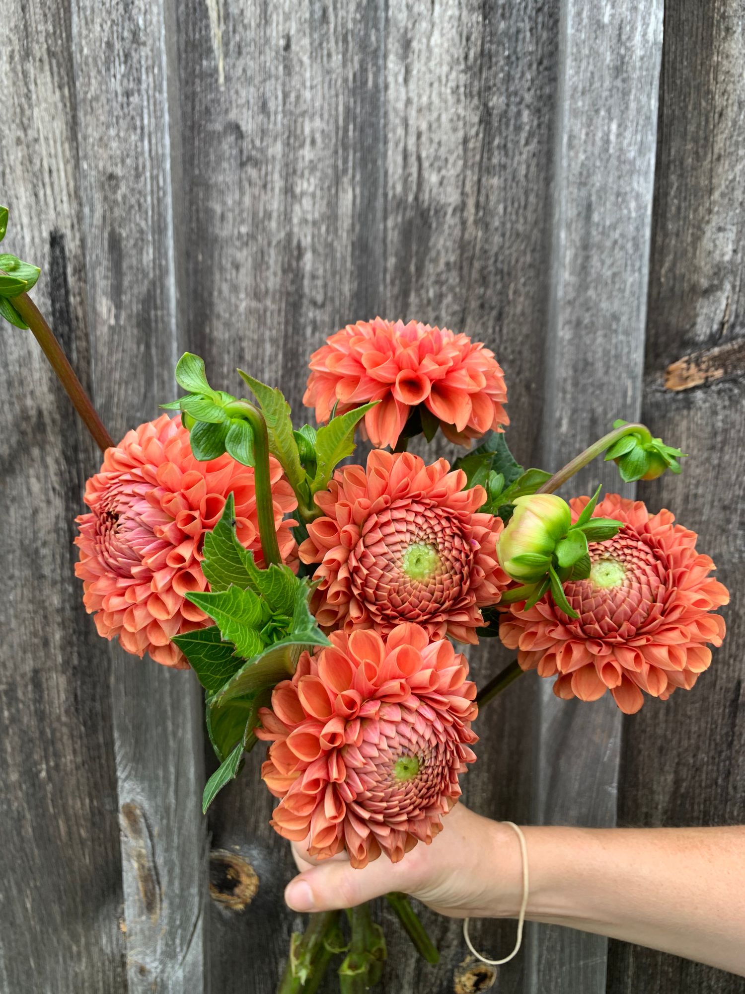 DAHLIA Cornel Bronze