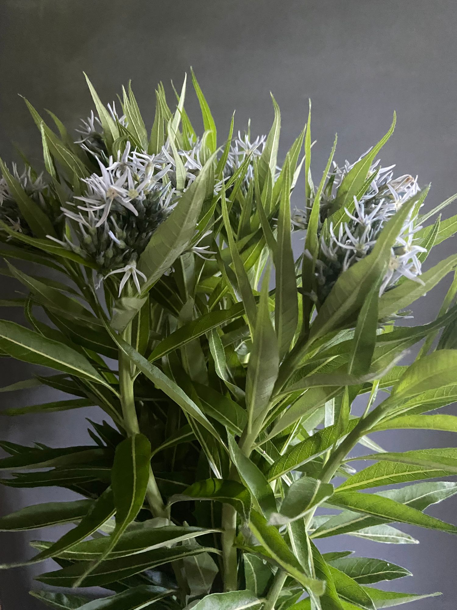 AMSONIA illustris