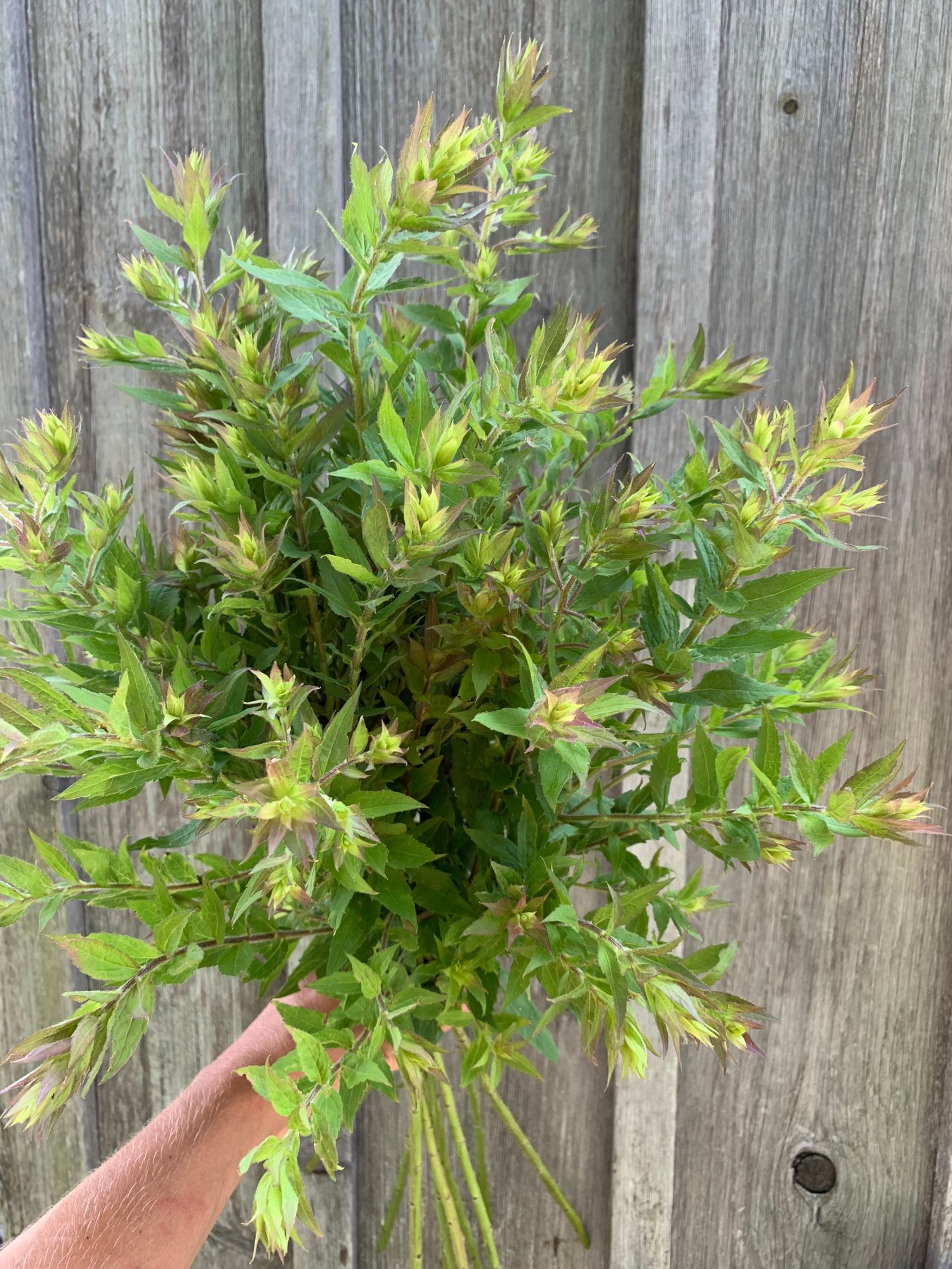 SOLIDAGO canadensis