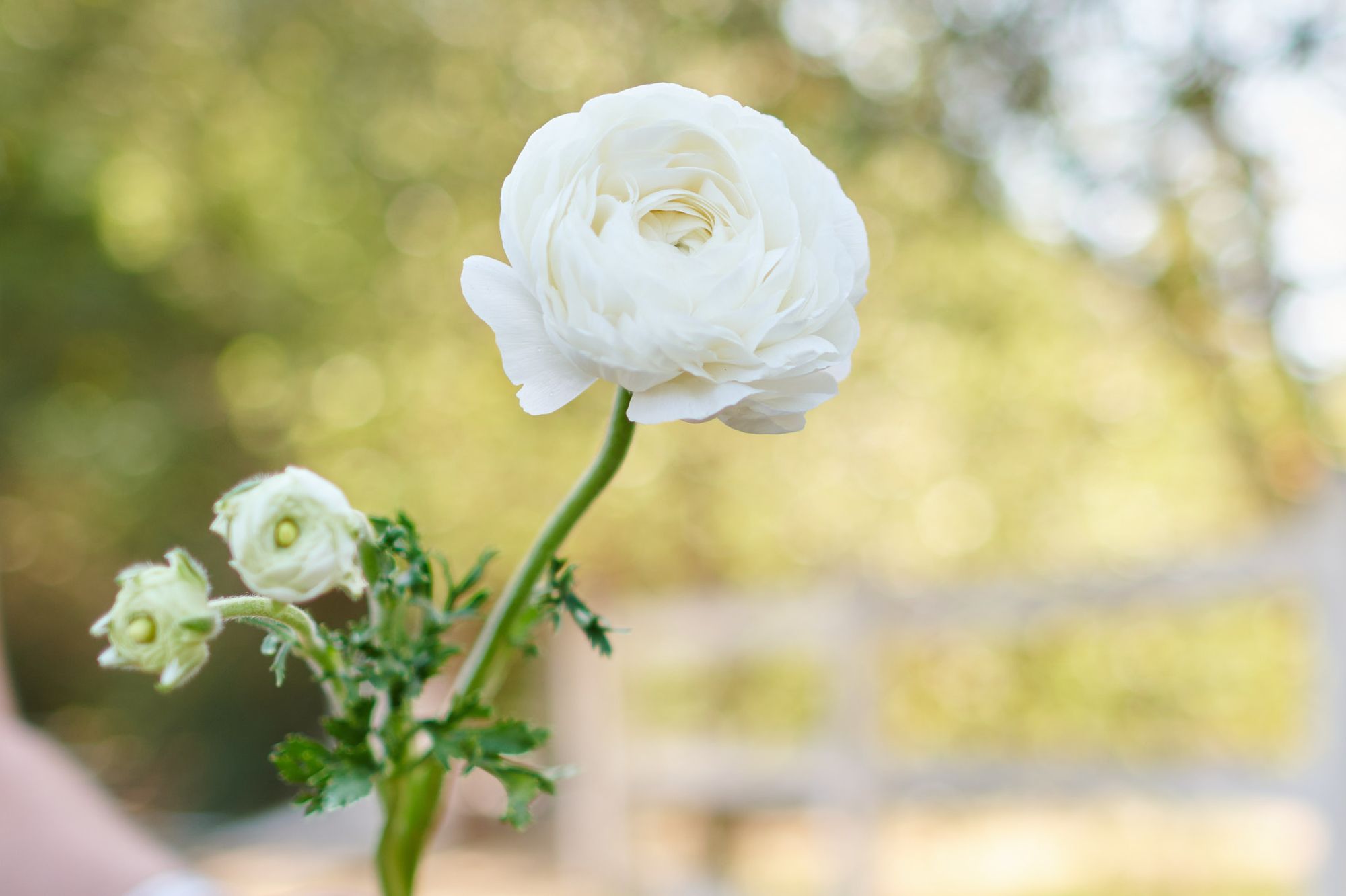 RANUNCULUS Amandine White