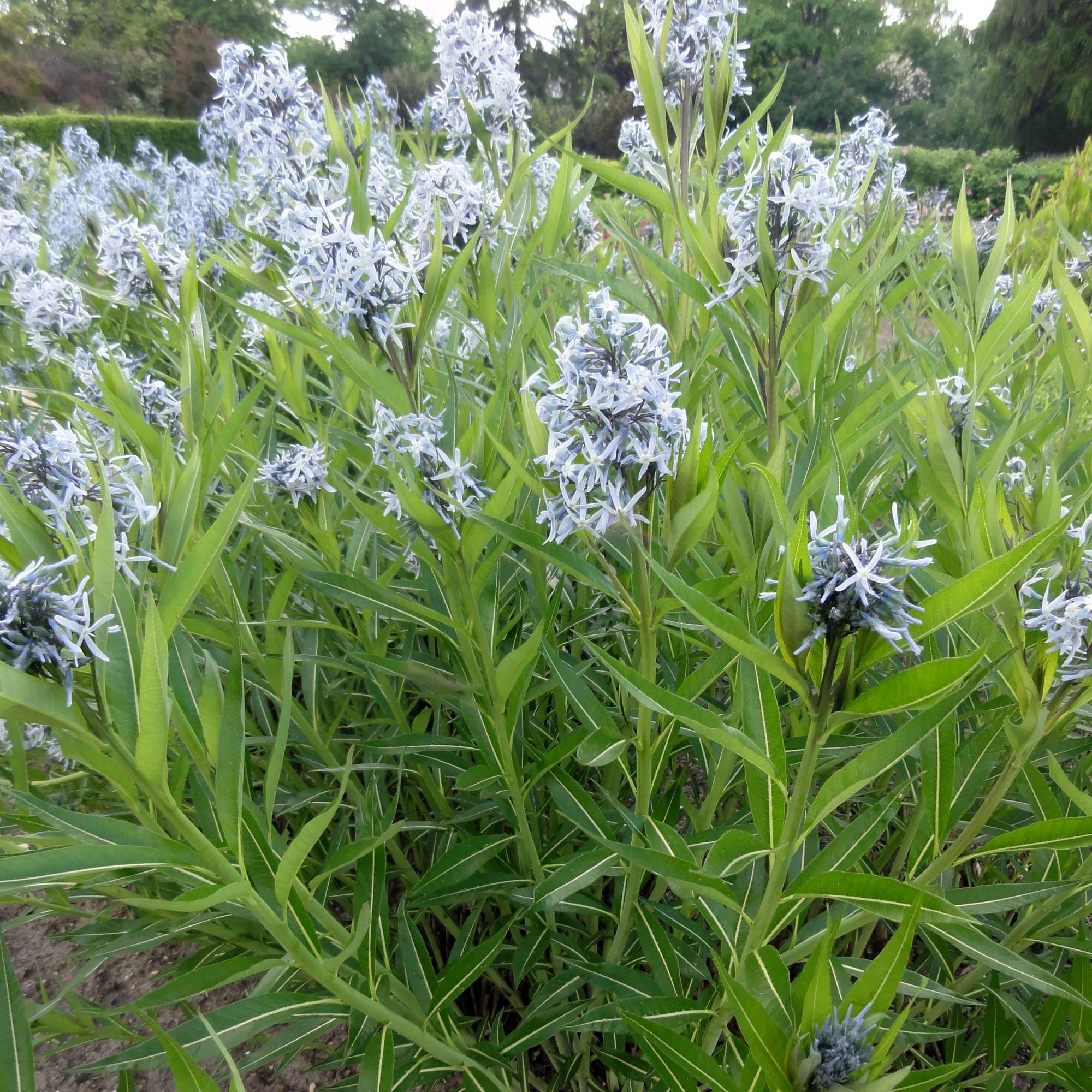 AMSONIA illustris