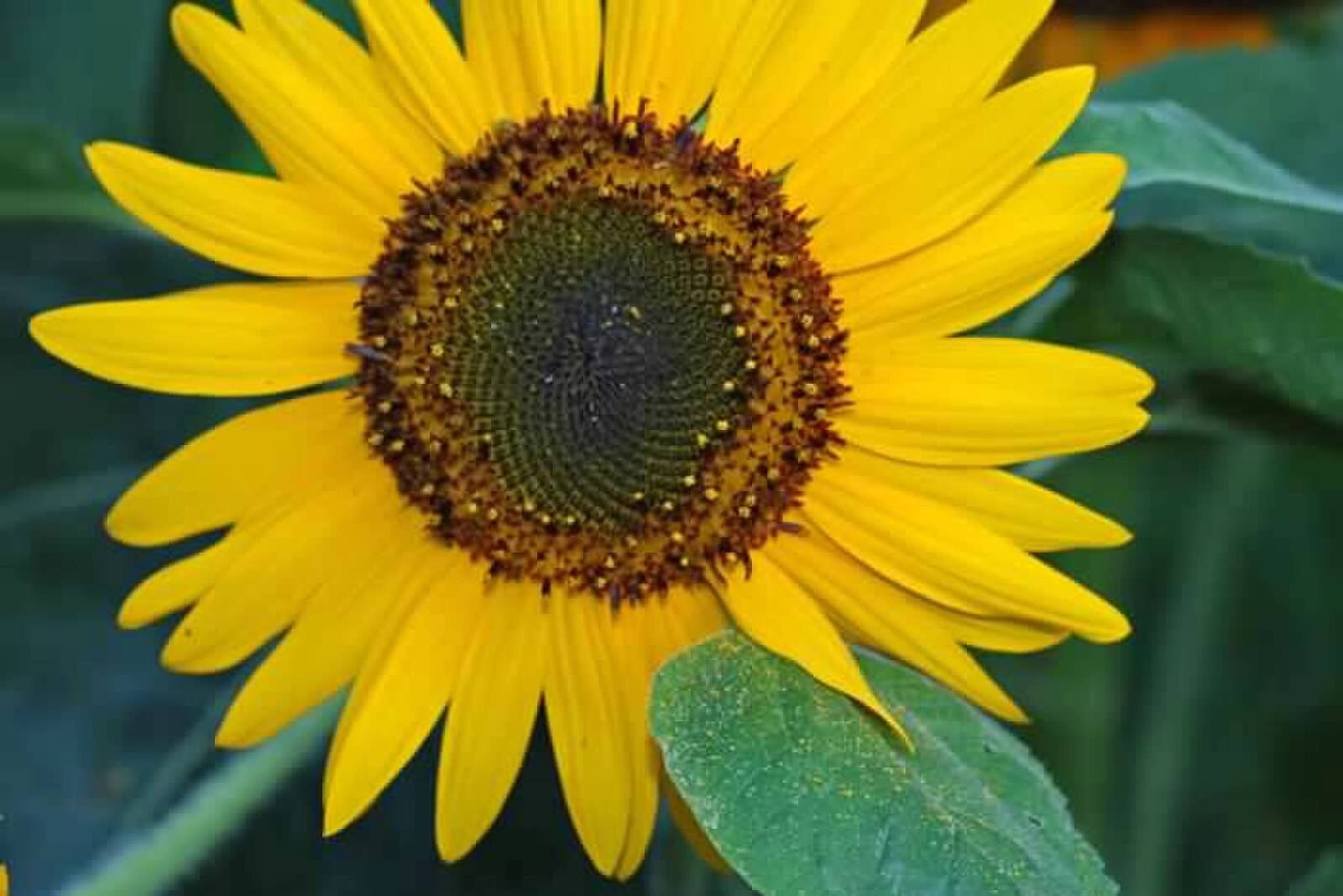 HELIANTHUS