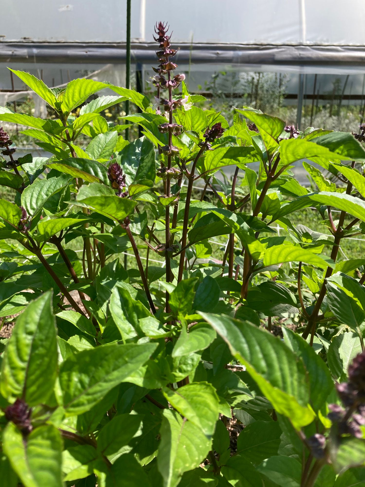 OCIMUM basilicum Cinamonette