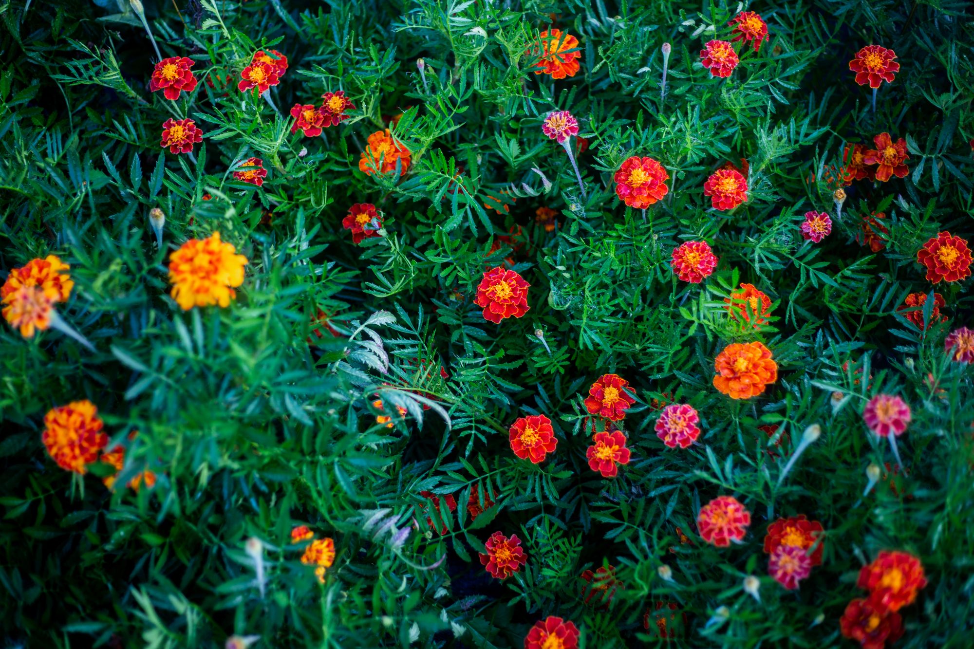 Fawn Meadow Flowers Banner