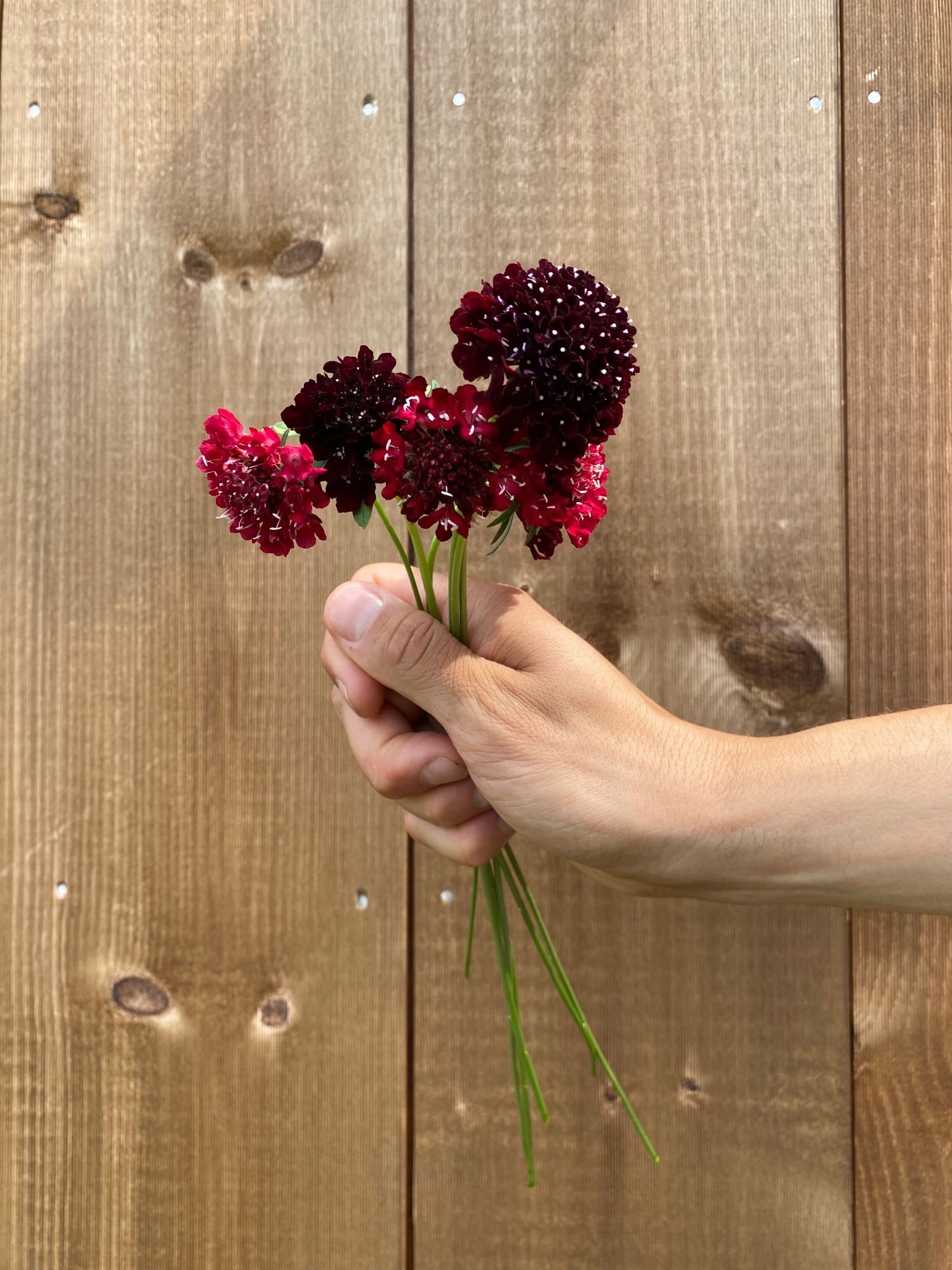 SCABIOSA atropurpurea Black Knight