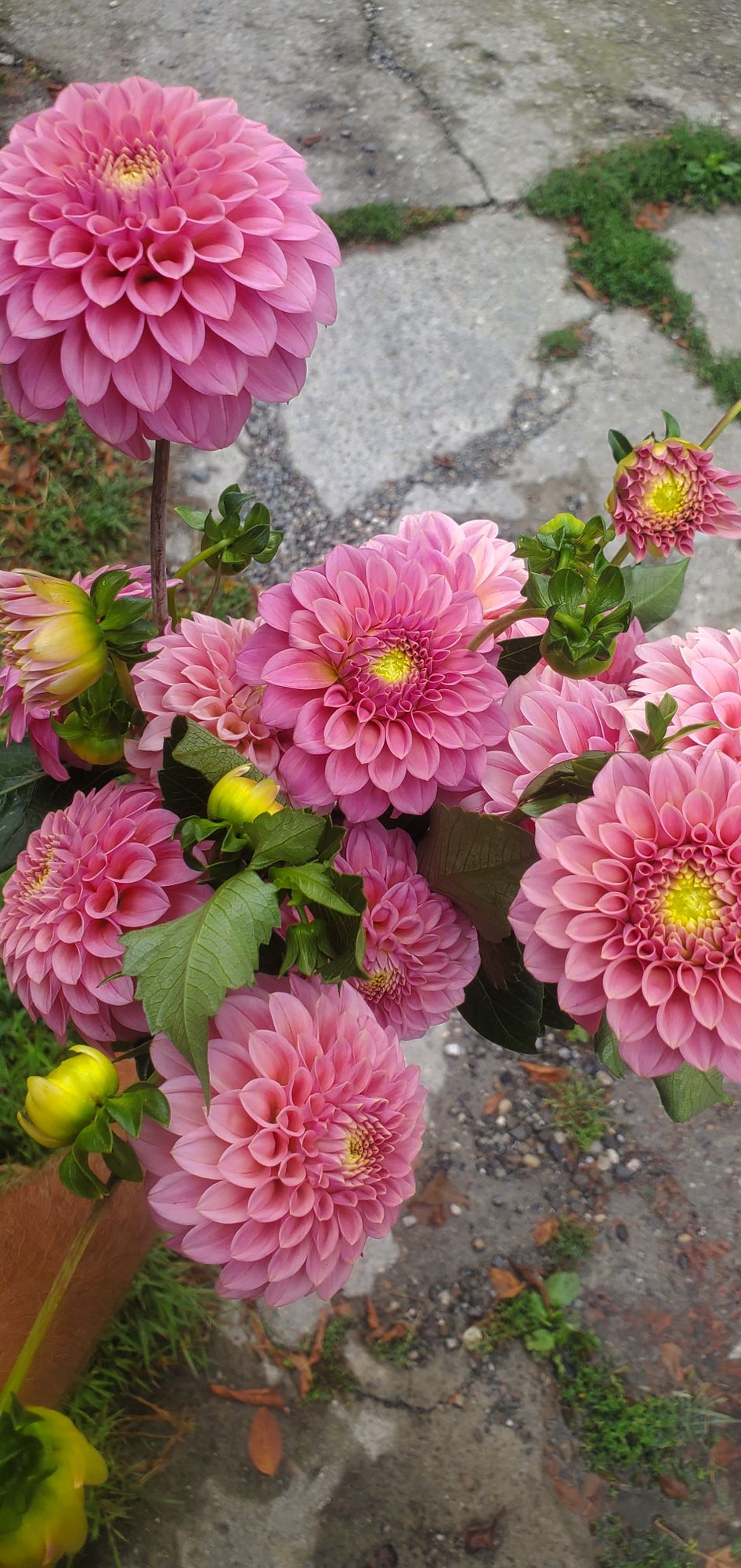 DAHLIA Rock Run Ashley