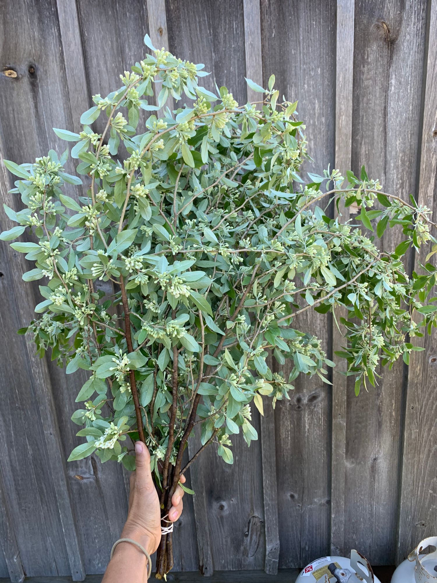 ELAEAGNUS umbellata