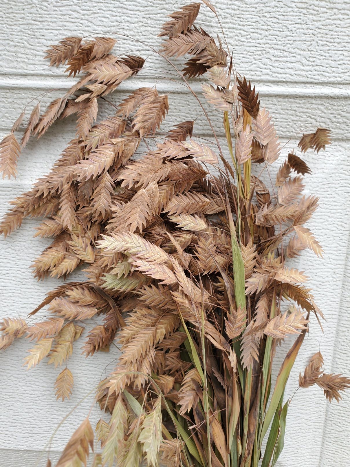 CHASMANTHIUM latifolium