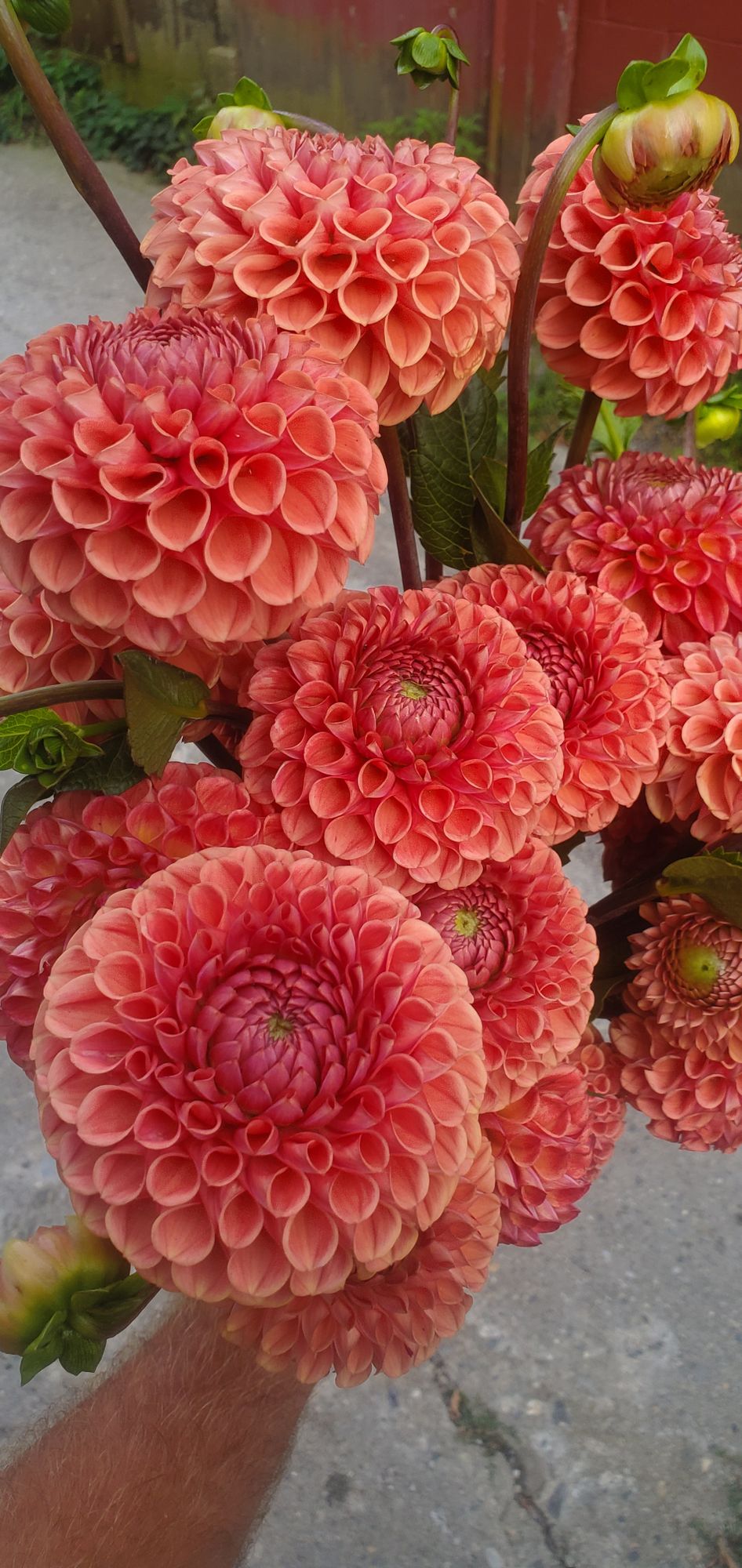 DAHLIA Cornel Bronze