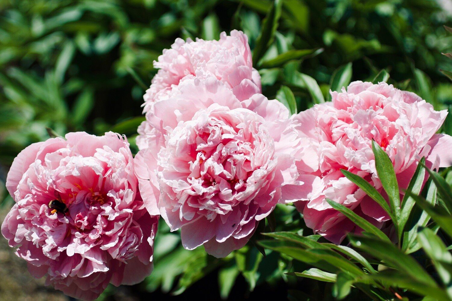 Everyday Bouquet Perfectly Pink (15 Stems)