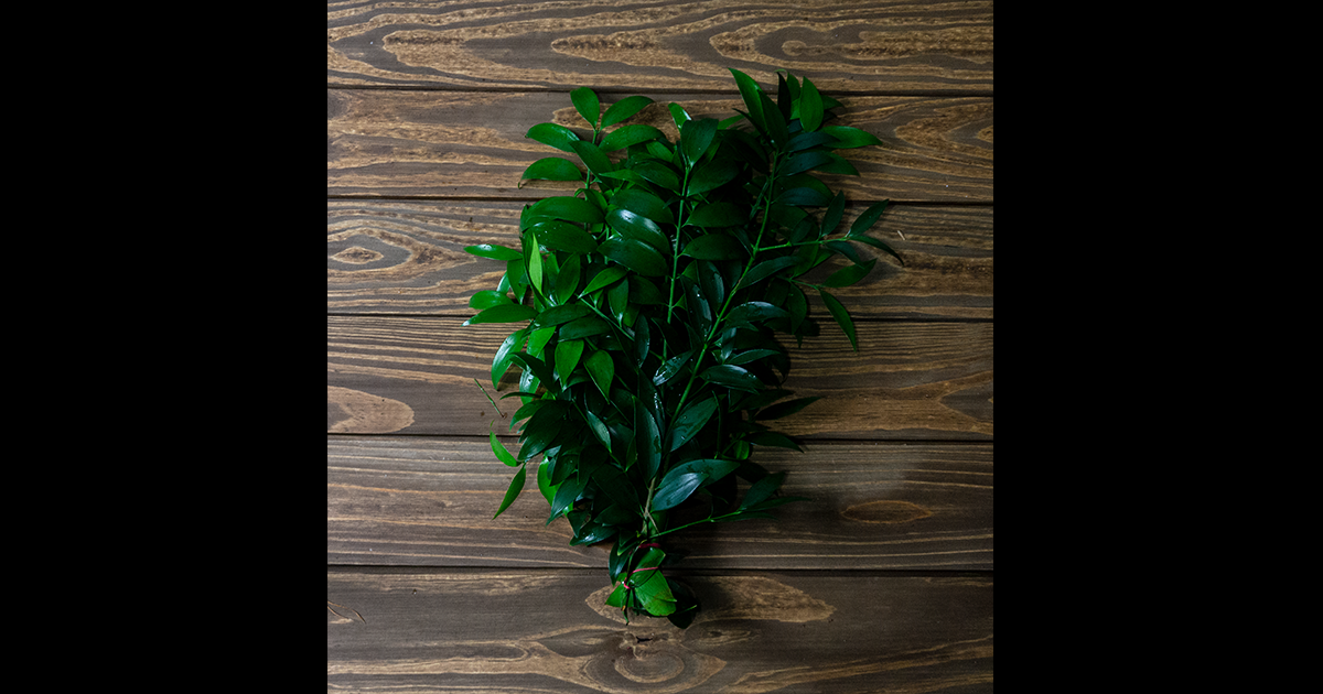 Nagi Podocarpus