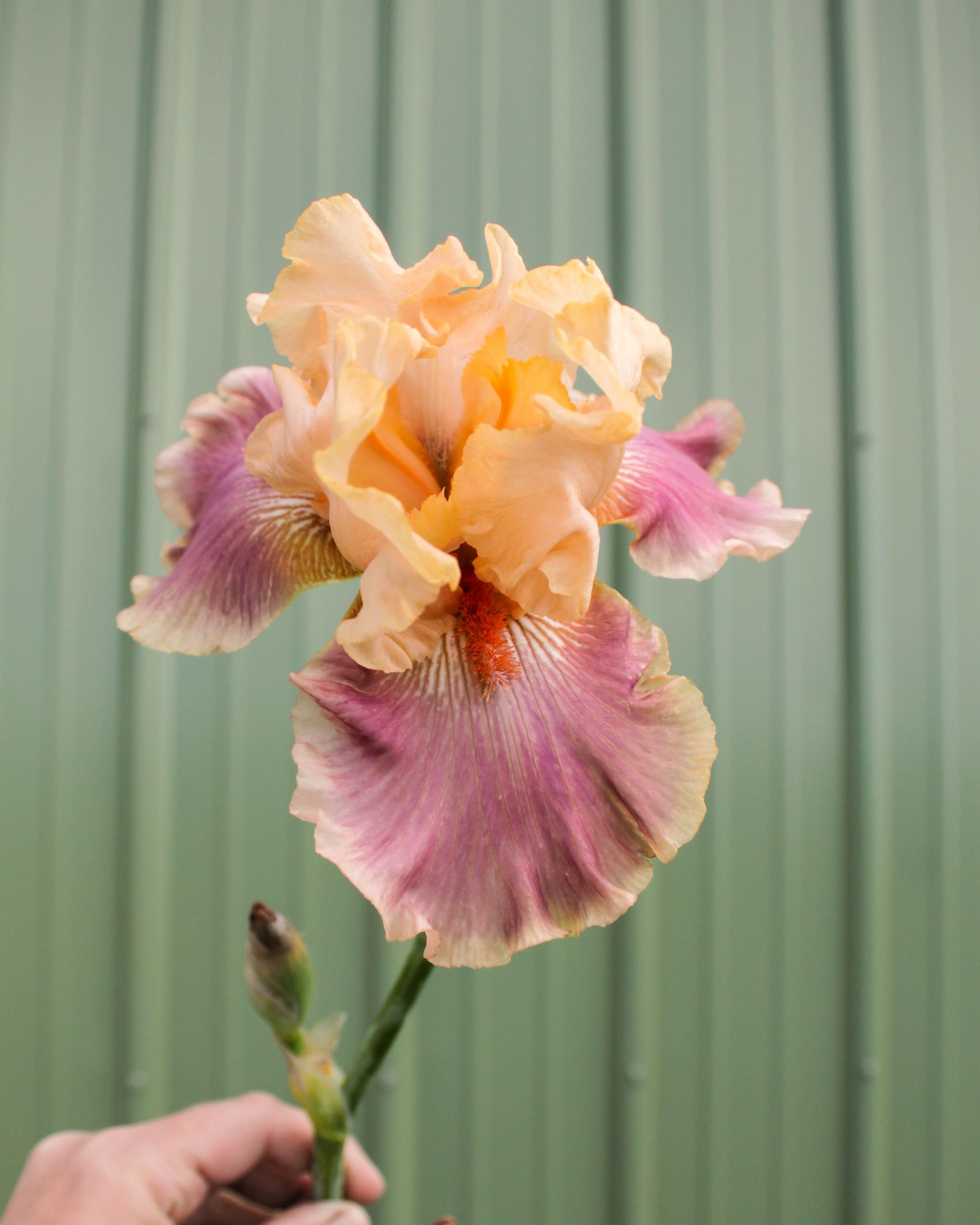 IRIS germanica