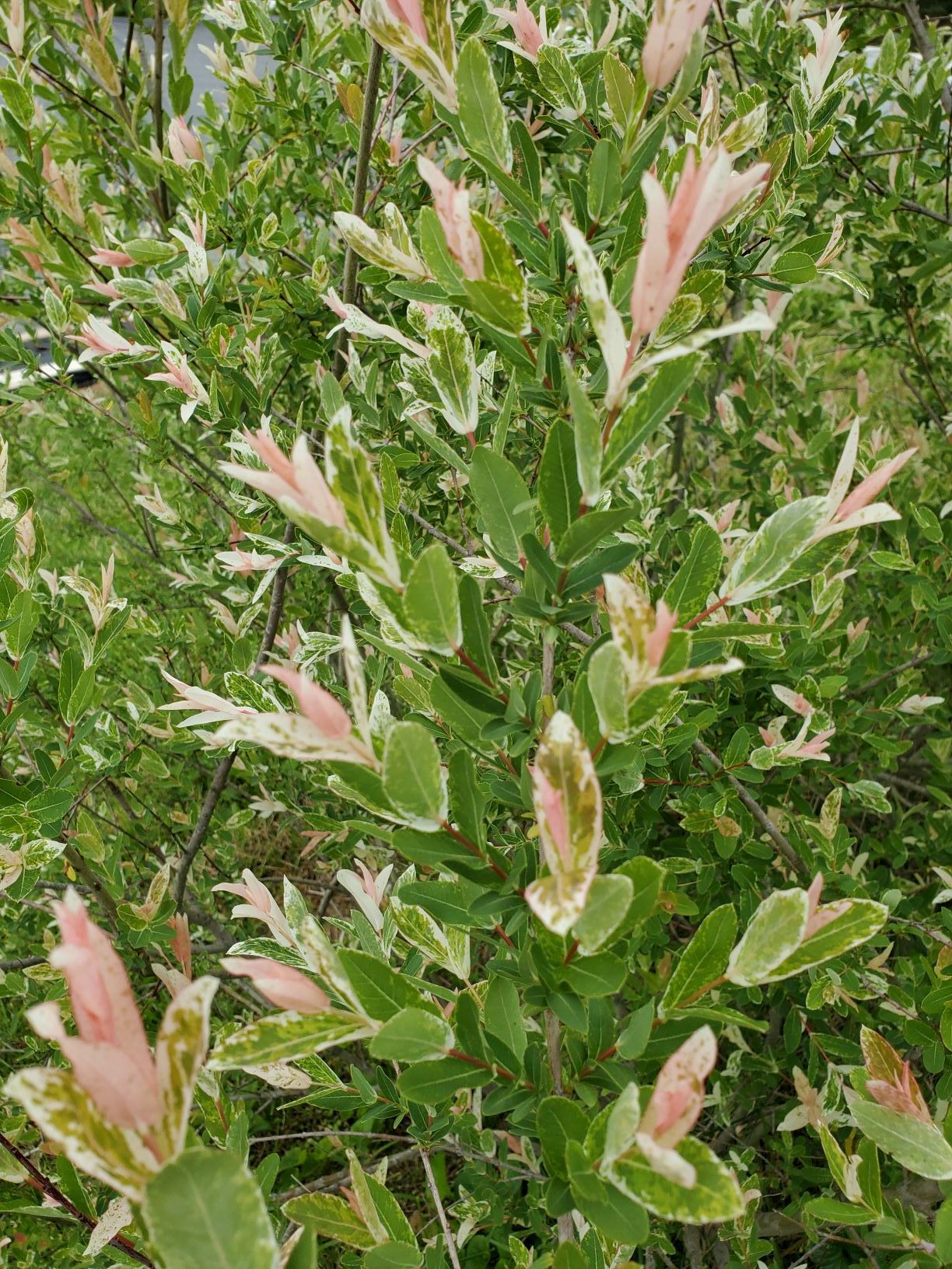 SALIX discolor