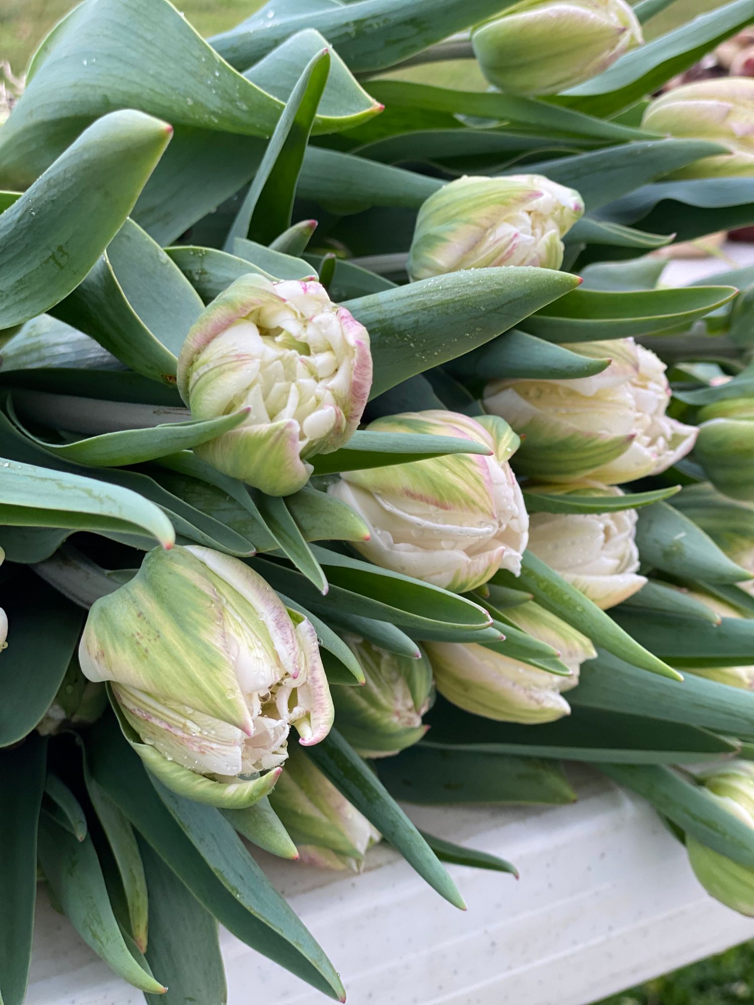 TULIPA