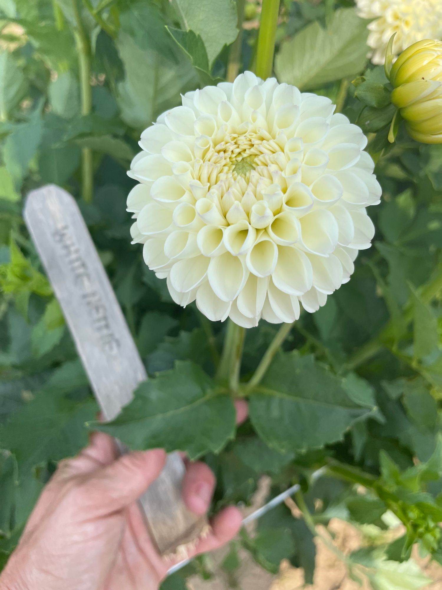 DAHLIA White Nettie