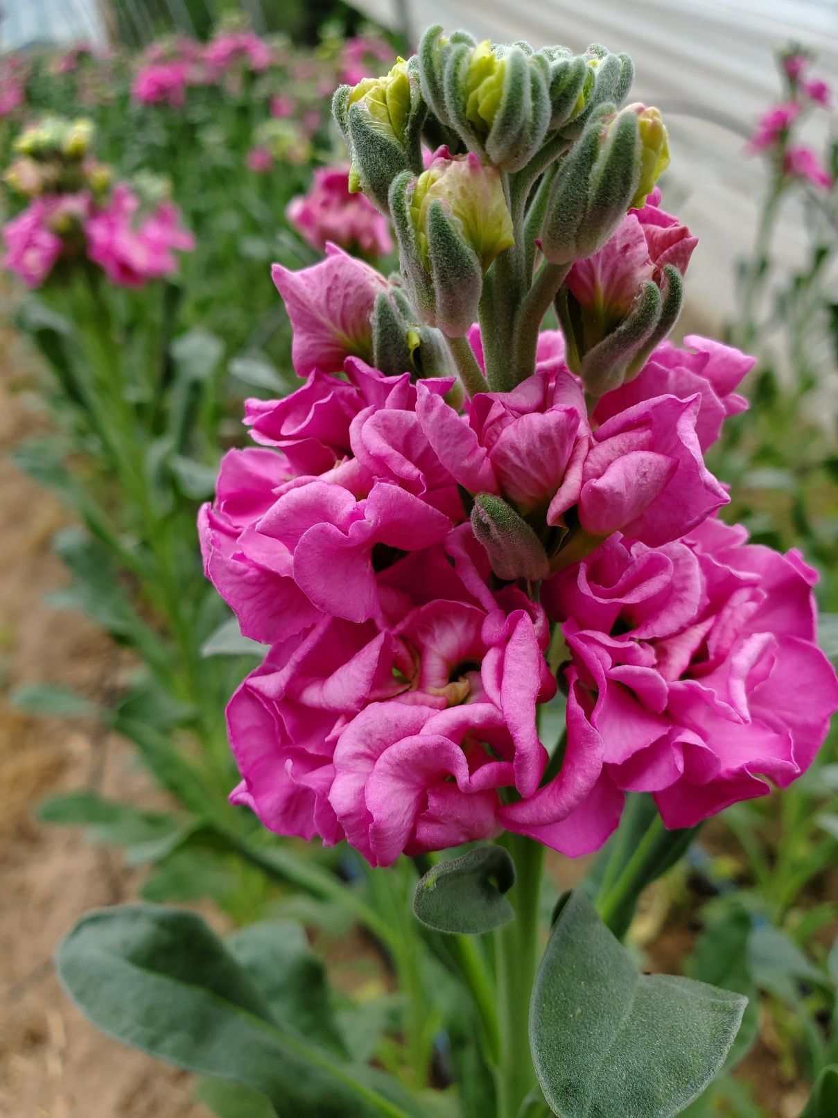 MATTHIOLA incana Iron