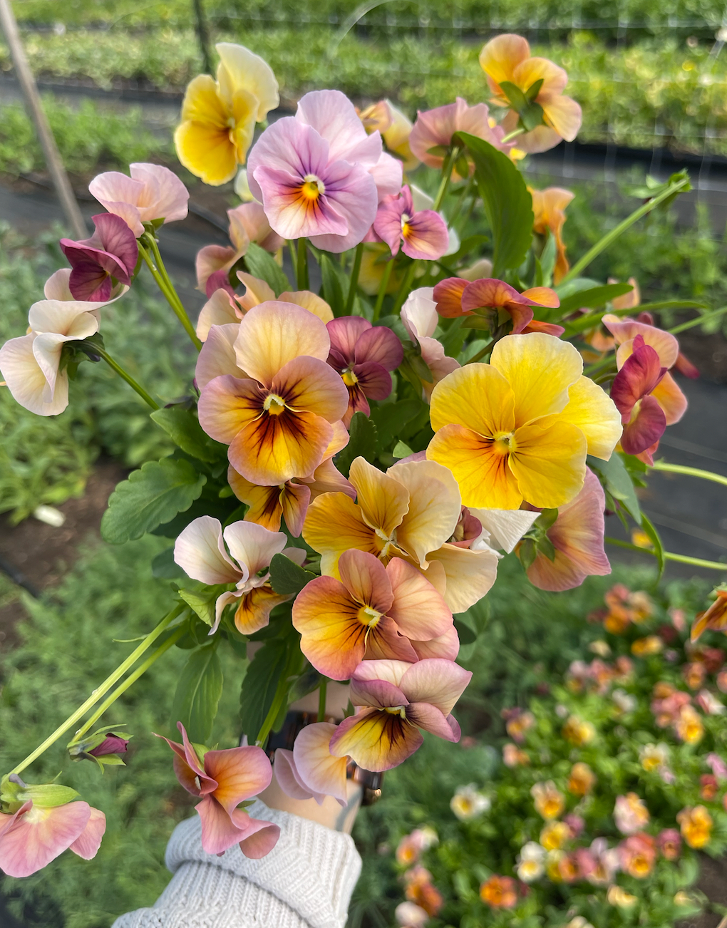 VIOLA x wittrockiana Nature Antique Shades
