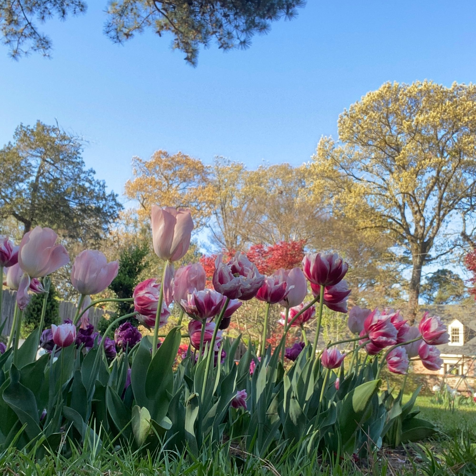 Bulk Classic Tulips - LG